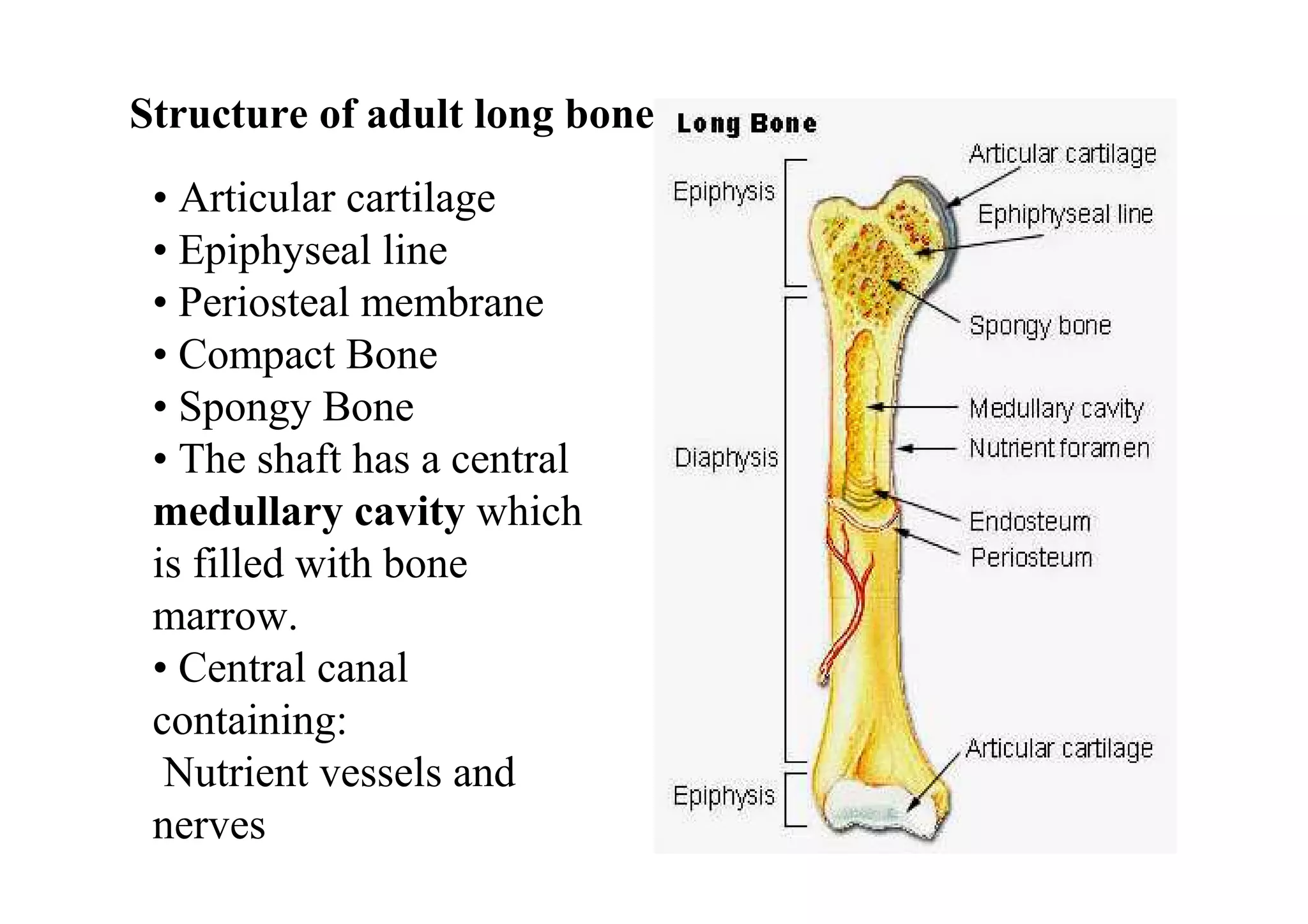 Structure of adult long bone
 • Articular cartilage
 • Epiphyseal line
 • Periosteal membrane
 • Compact Bone
 • Spongy Bone
 • The shaft has a central
 medullary cavity which
 is filled with bone
 marrow.
 • Central canal
 containing:
  Nutrient vessels and
 nerves
 