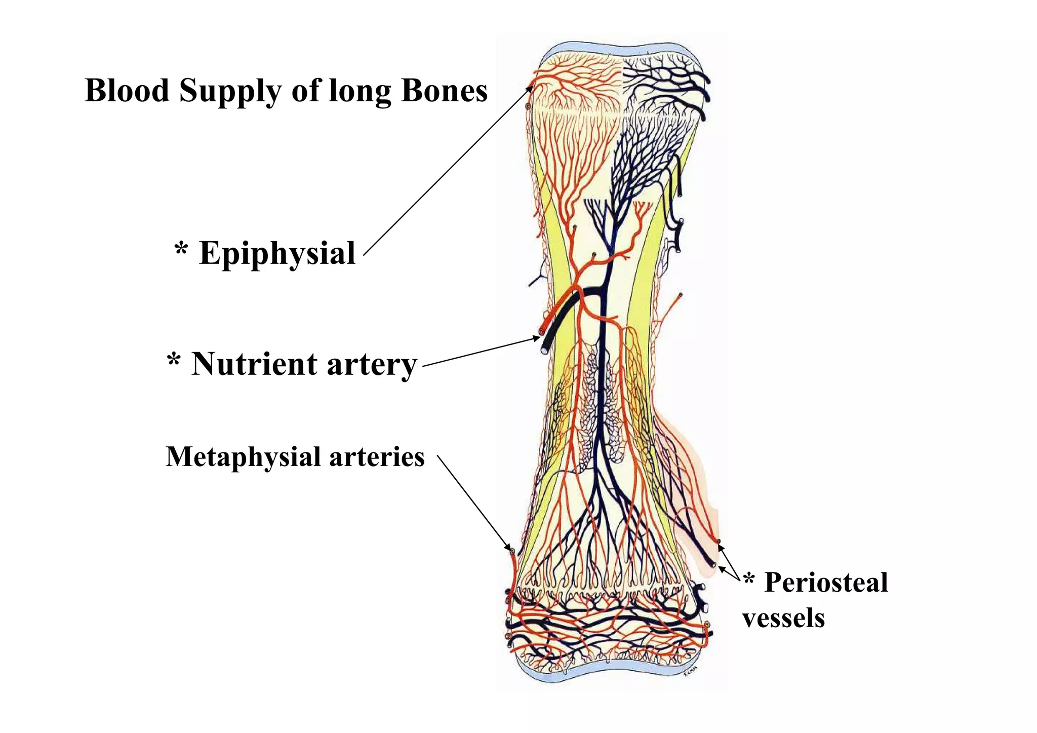Blood Supply of long Bones



     * Epiphysial


     * Nutrient artery

     Metaphysial arteries



                             * Periosteal
                             vessels
 