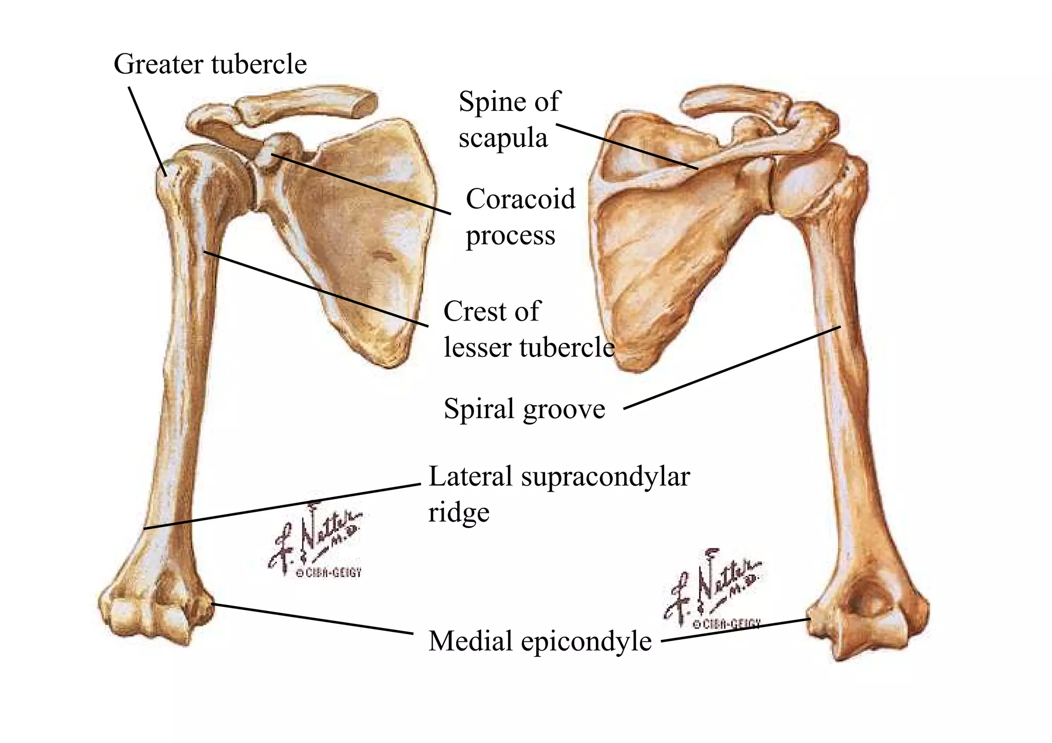 Greater tubercle
                     Spine of
                     scapula

                      Coracoid
                      process

                    Crest of
                    lesser tubercle

                    Spiral groove

                   Lateral supracondylar
                   ridge



                   Medial epicondyle
 