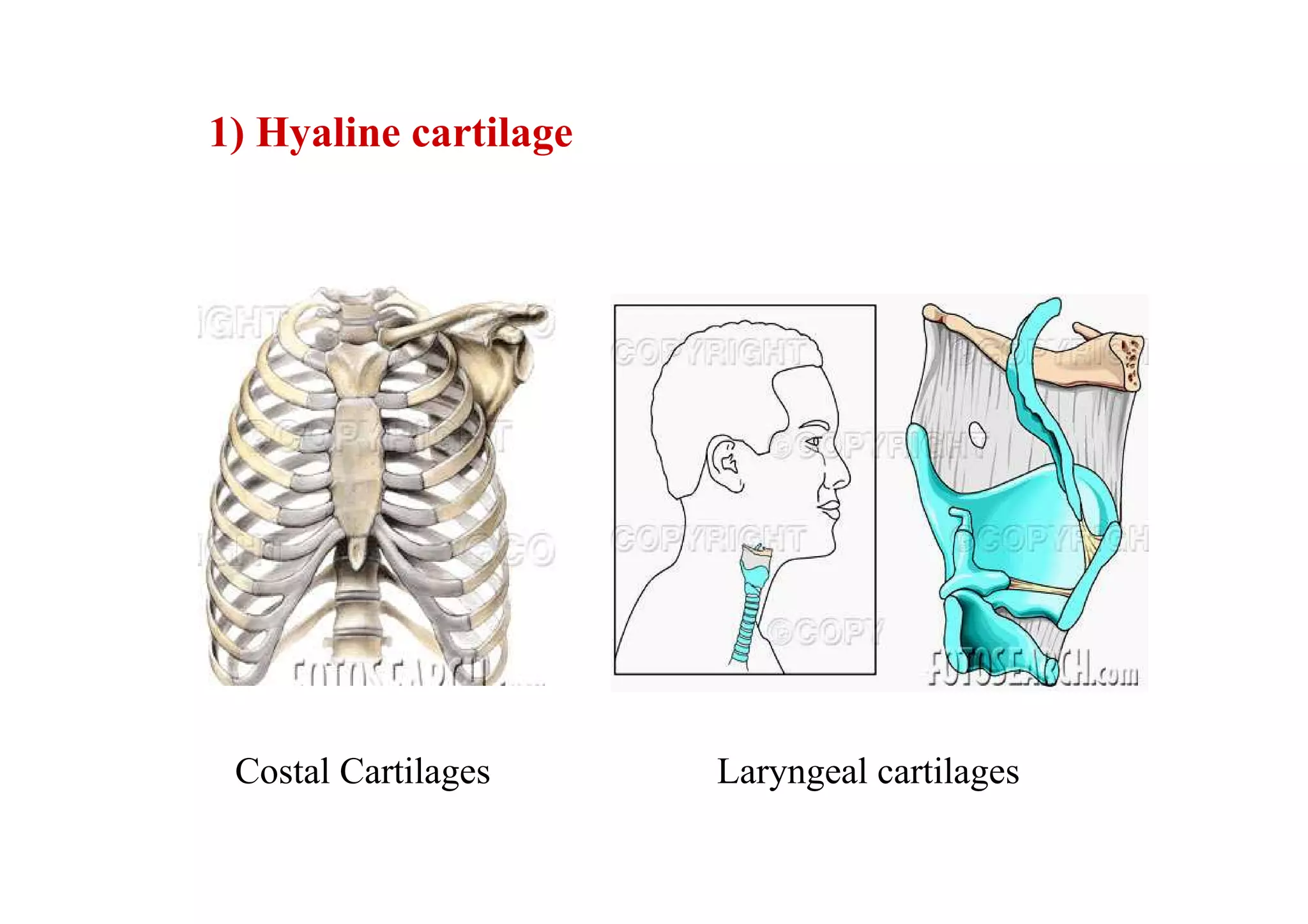 1) Hyaline cartilage




 Costal Cartilages     Laryngeal cartilages
 