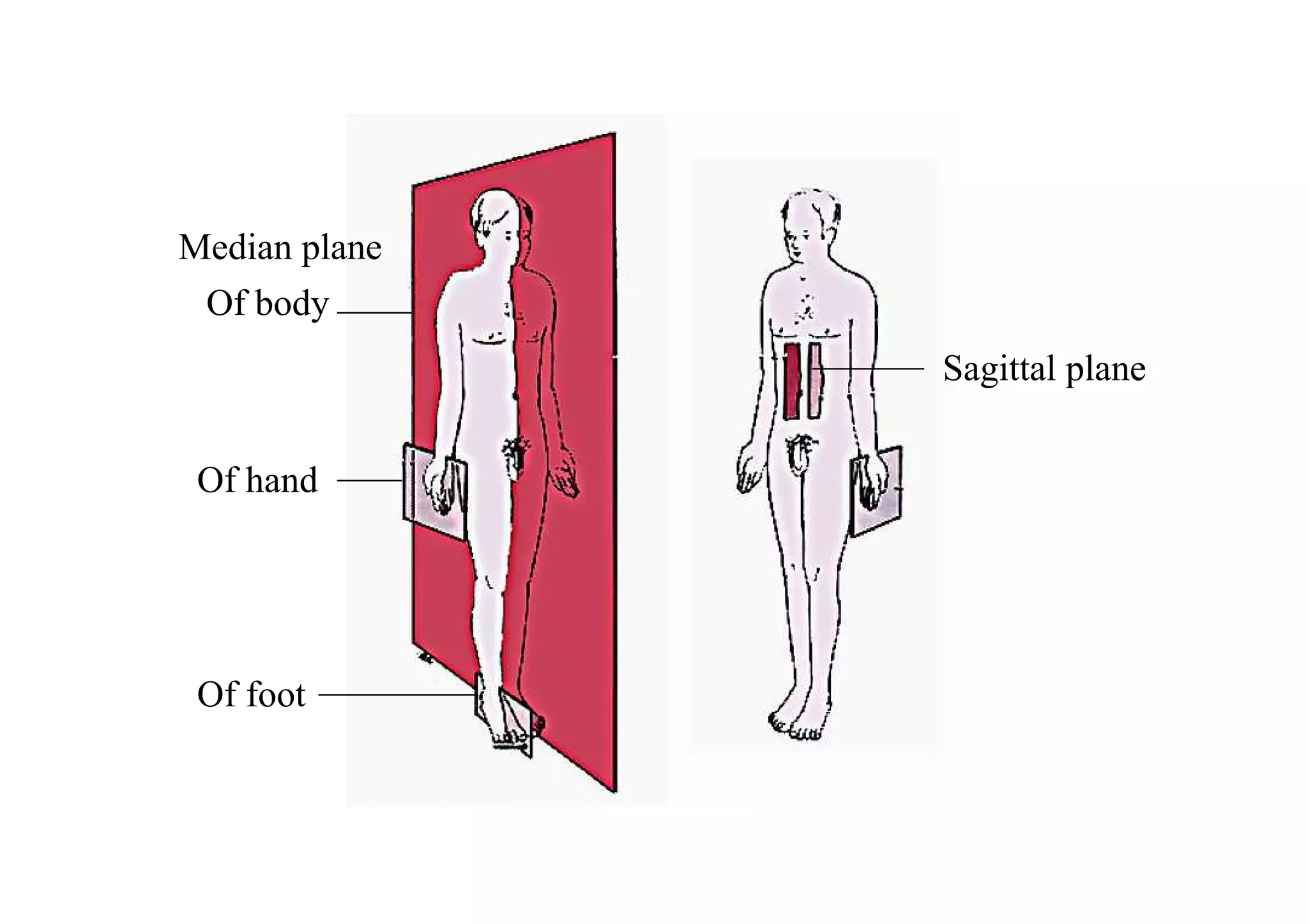 Median plane
 Of body
               Sagittal plane


 Of hand




 Of foot
 