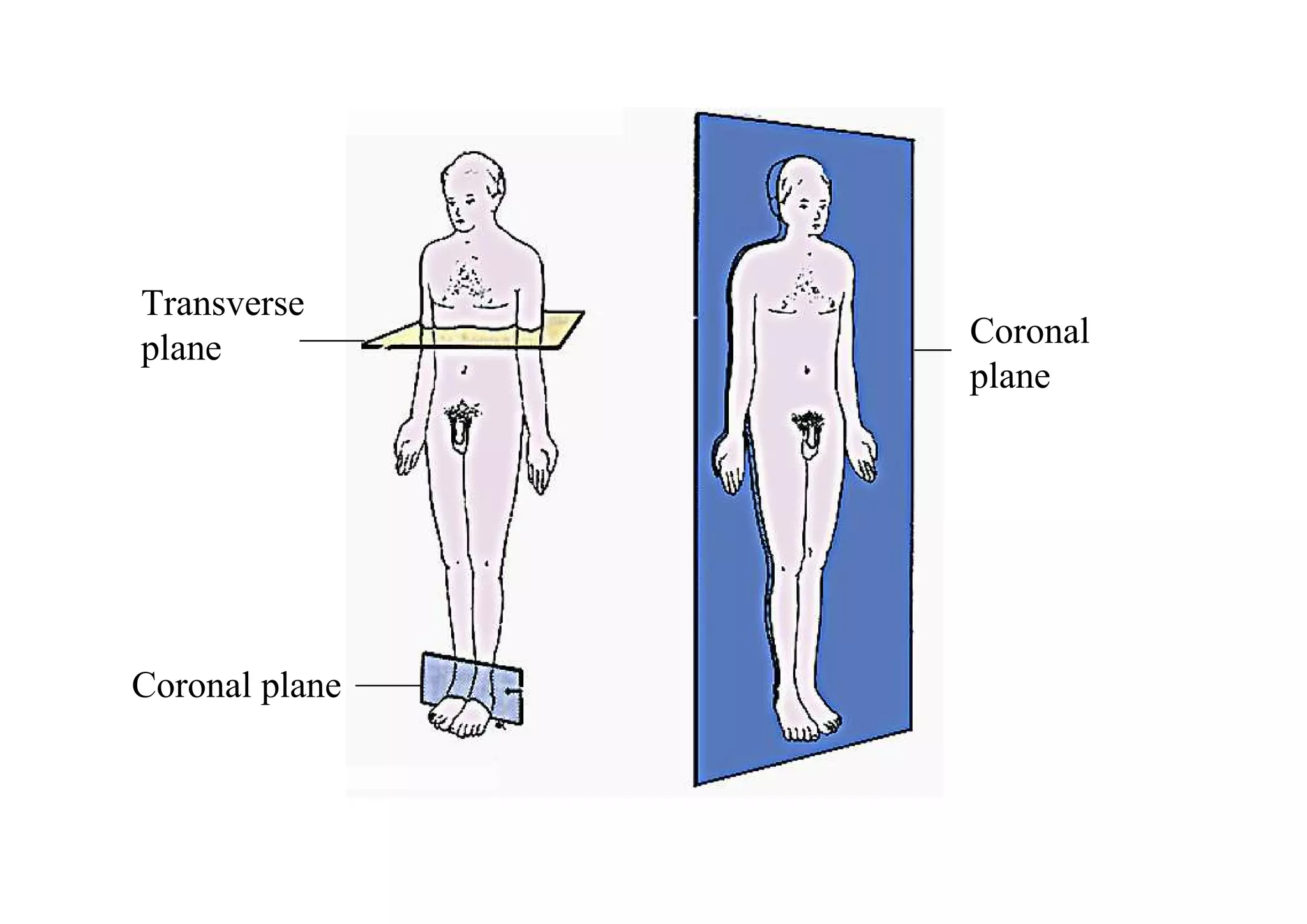 Transverse
plane           Coronal
                plane




Coronal plane
 
