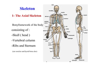 Introduction of anatomy lecture1 dr. noura | PDF