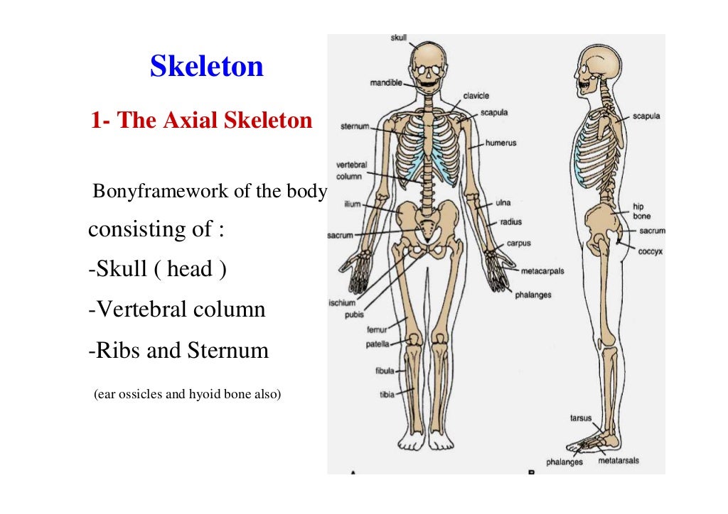 Introduction of anatomy lecture1 dr. noura