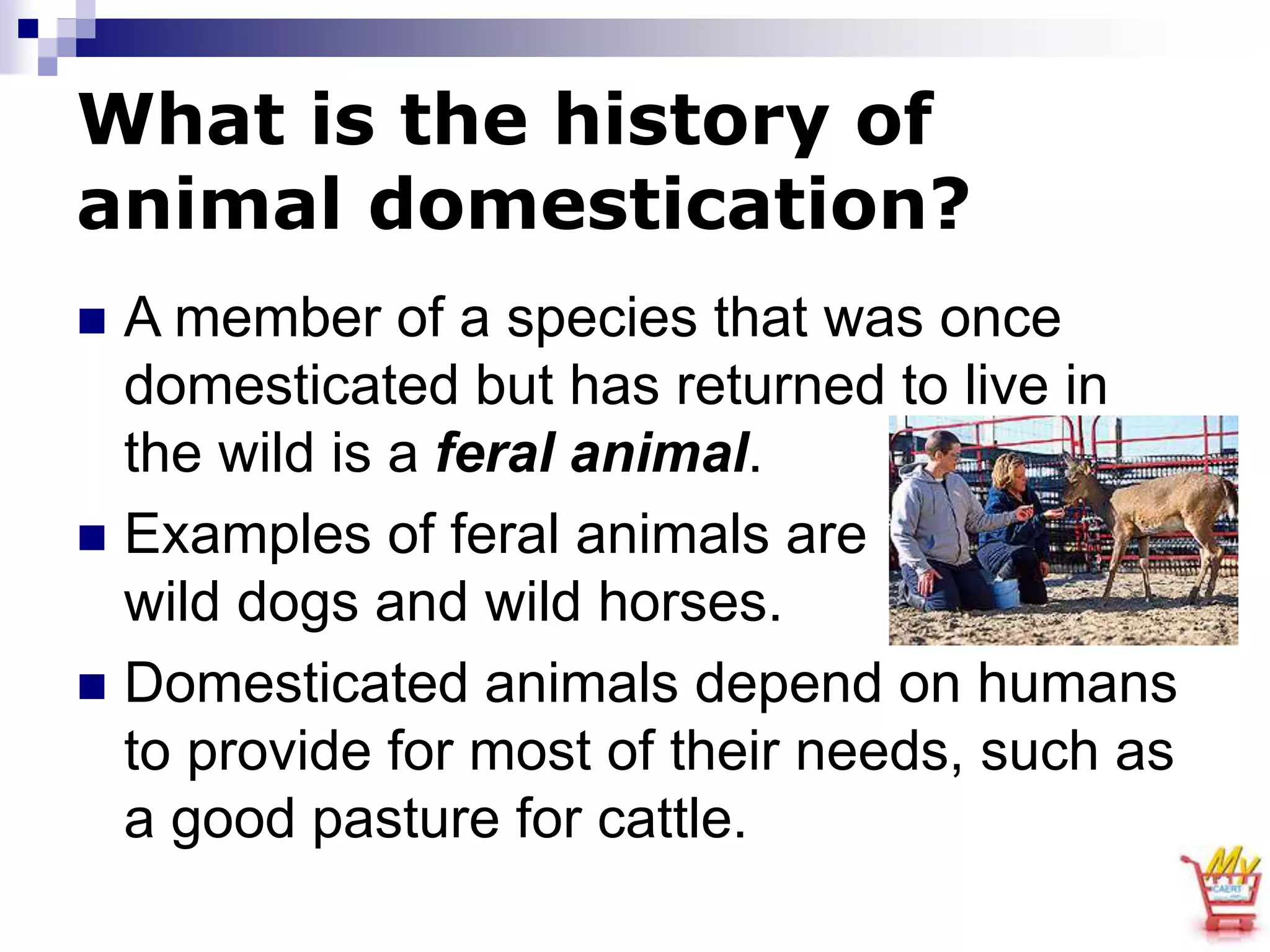 Introduction of Animal 