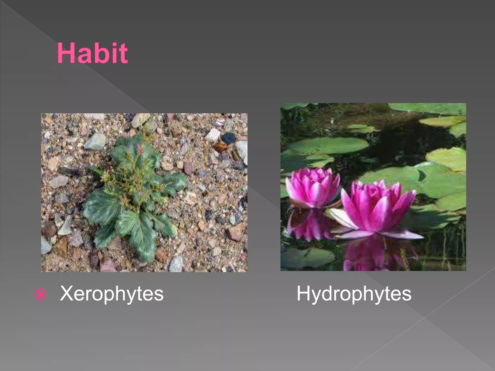  Xerophytes Hydrophytes
 