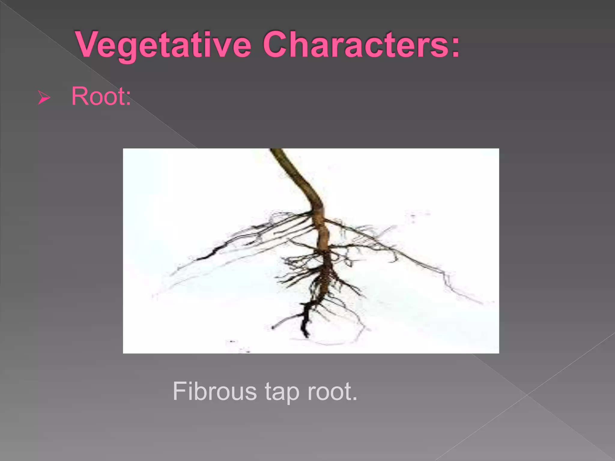  Root:
Fibrous tap root.
 