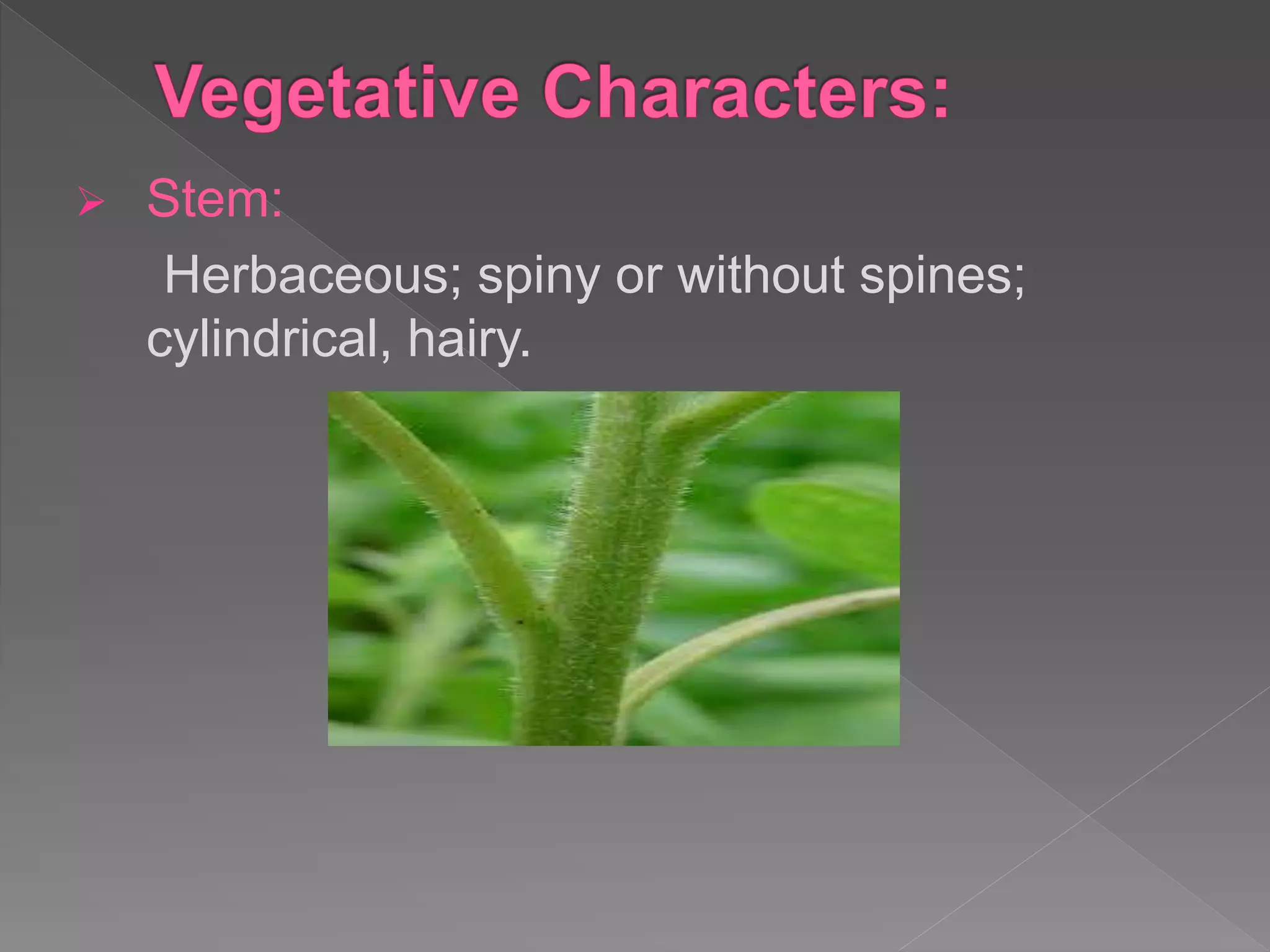  Stem:
Herbaceous; spiny or without spines;
cylindrical, hairy.
 