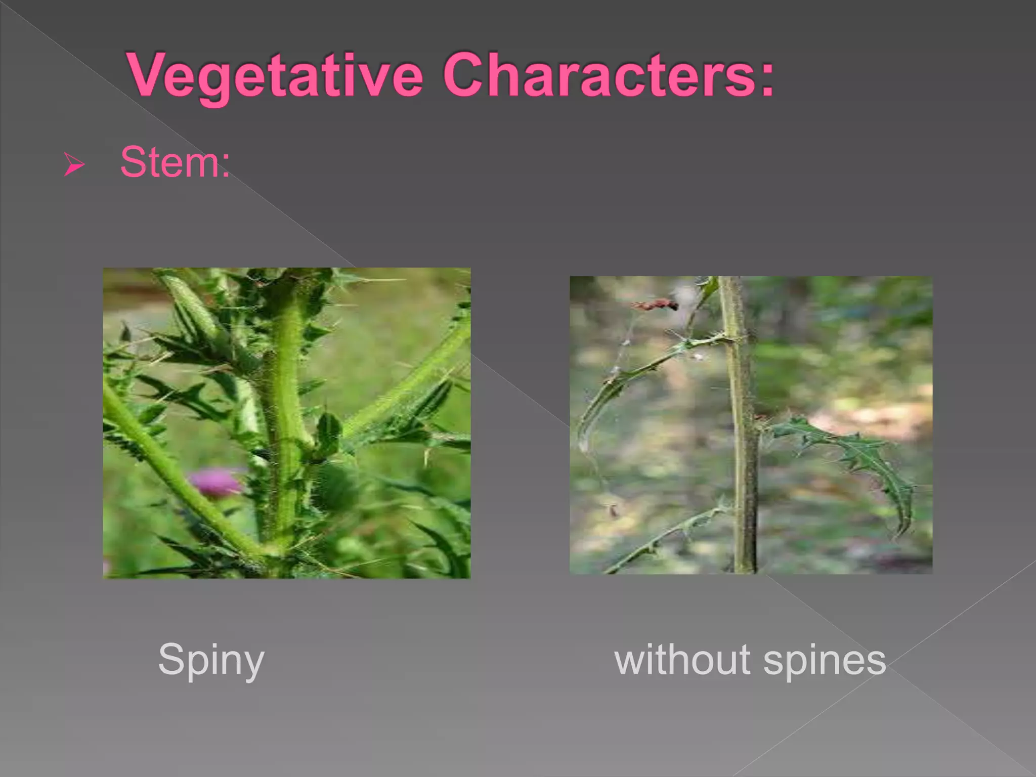  Stem:
Spiny without spines
 
