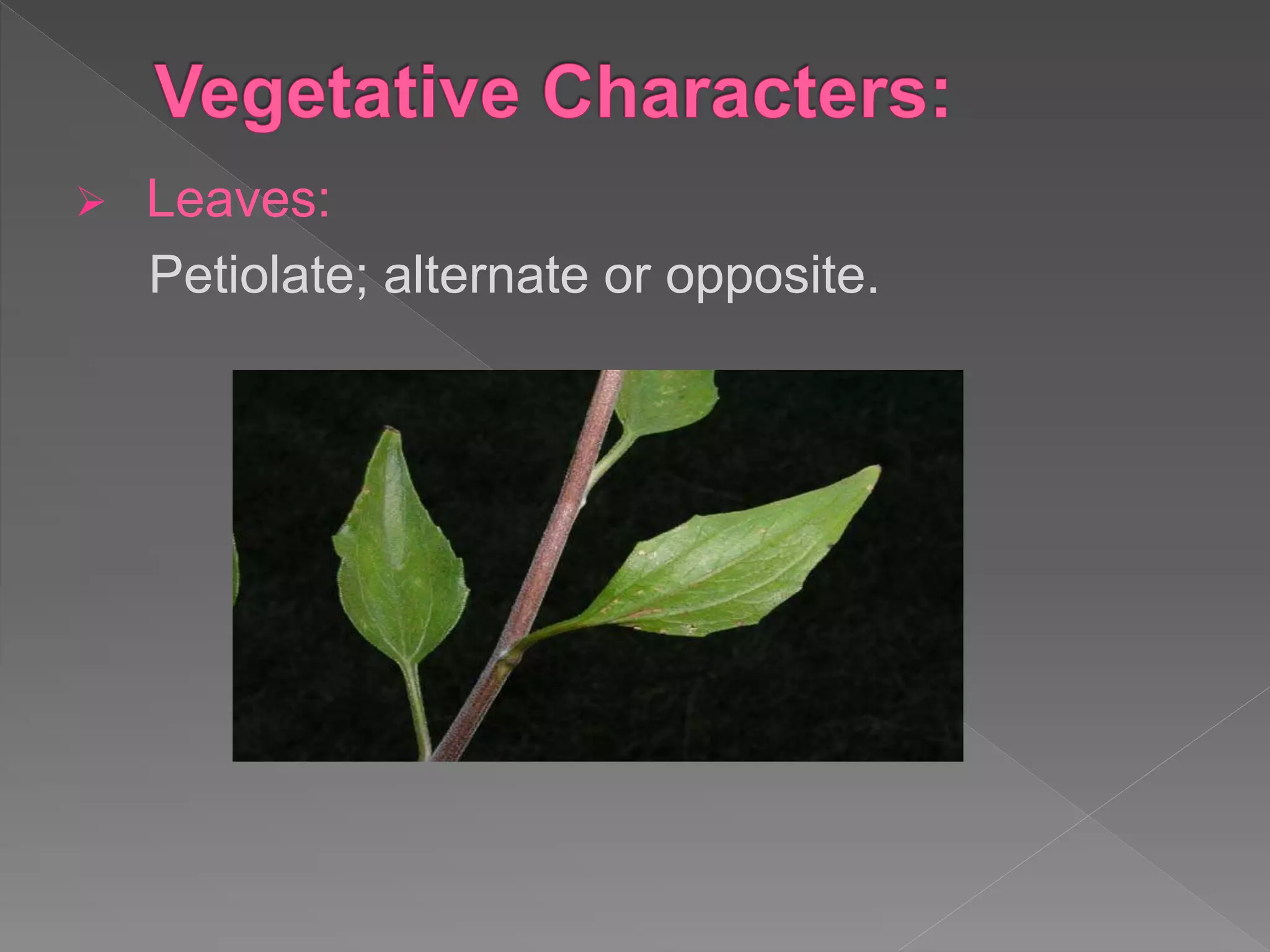  Leaves:
Petiolate; alternate or opposite.
 