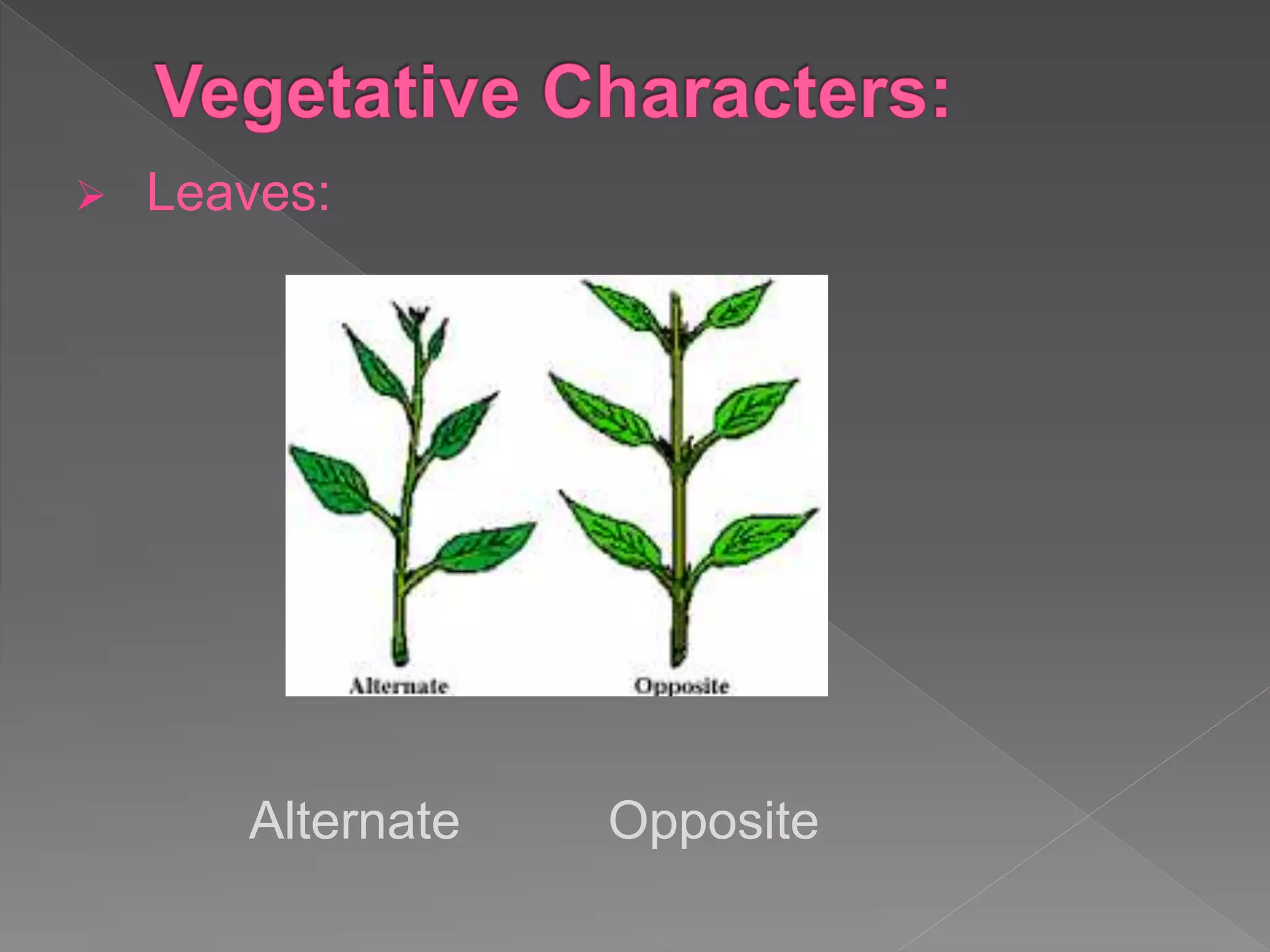  Leaves:
Alternate Opposite
 
