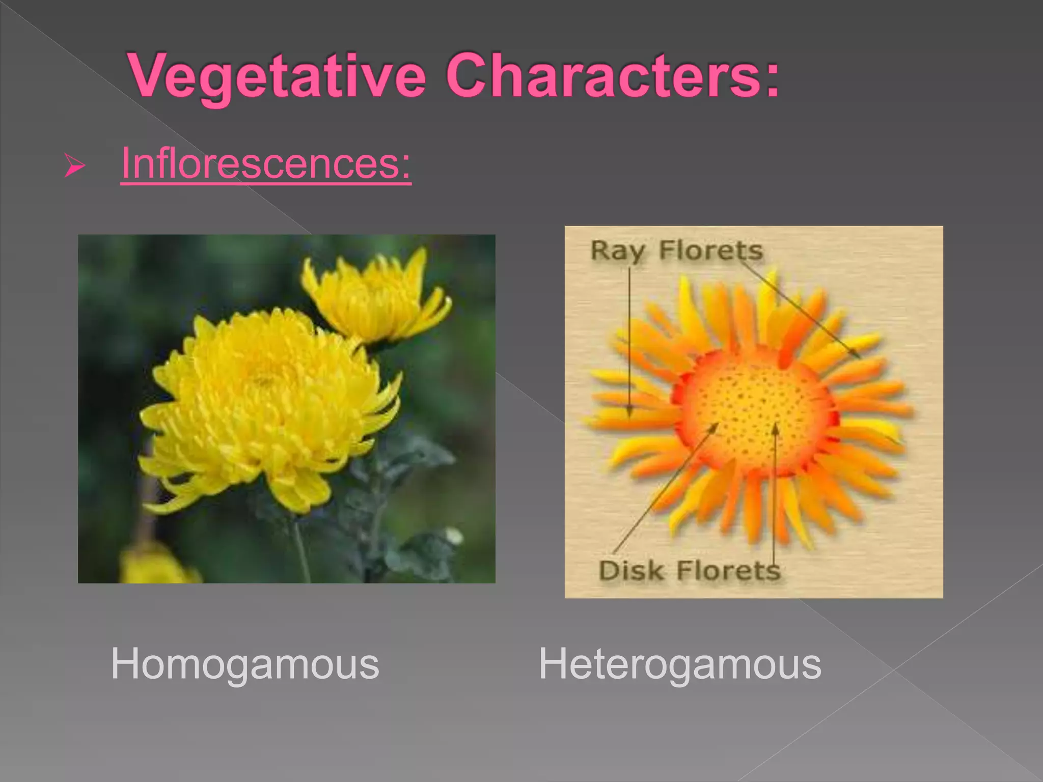  Inflorescences:
Homogamous Heterogamous
 