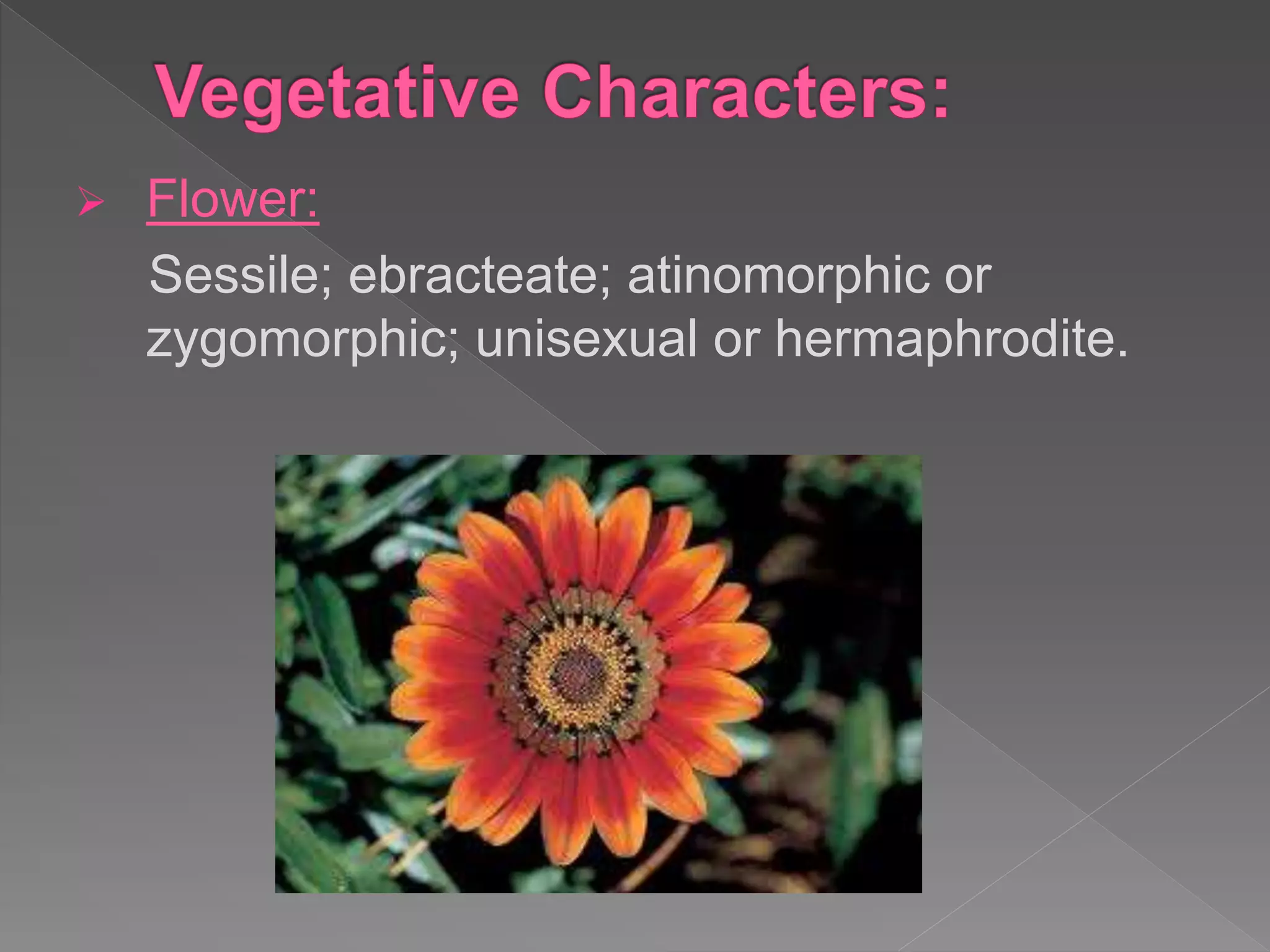  Flower:
Sessile; ebracteate; atinomorphic or
zygomorphic; unisexual or hermaphrodite.
 