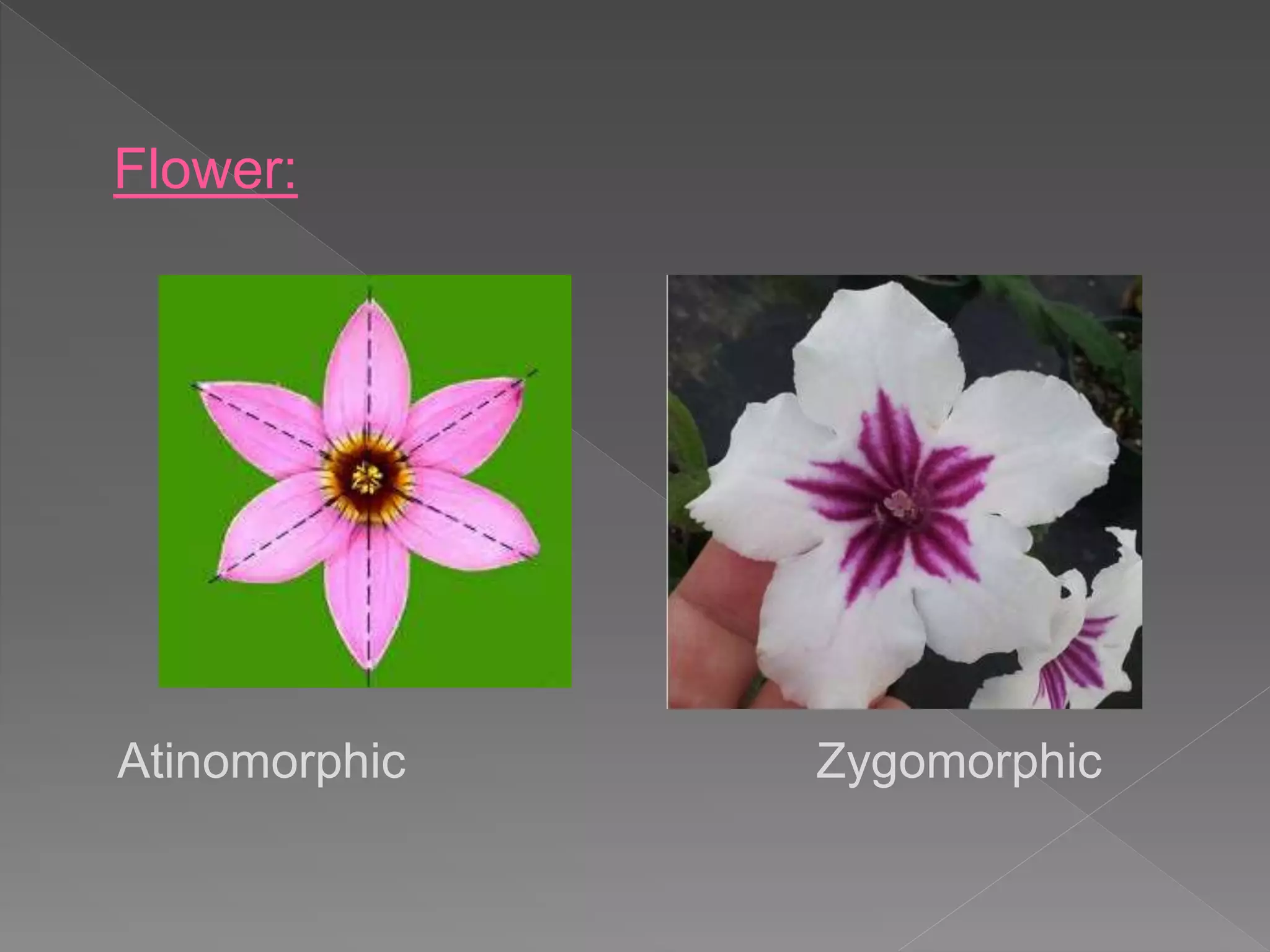 Atinomorphic Zygomorphic
Flower:
 