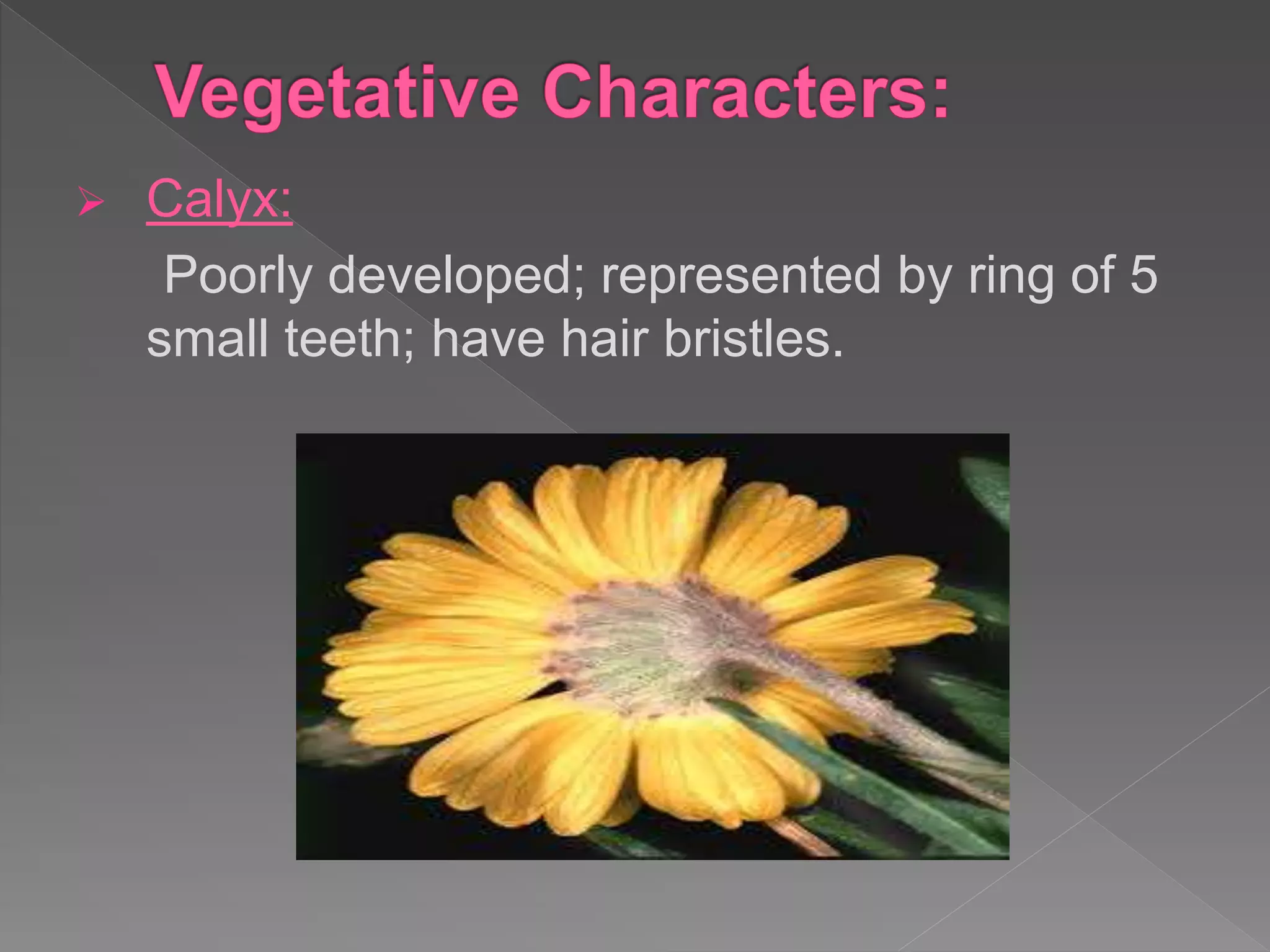  Calyx:
Poorly developed; represented by ring of 5
small teeth; have hair bristles.
 