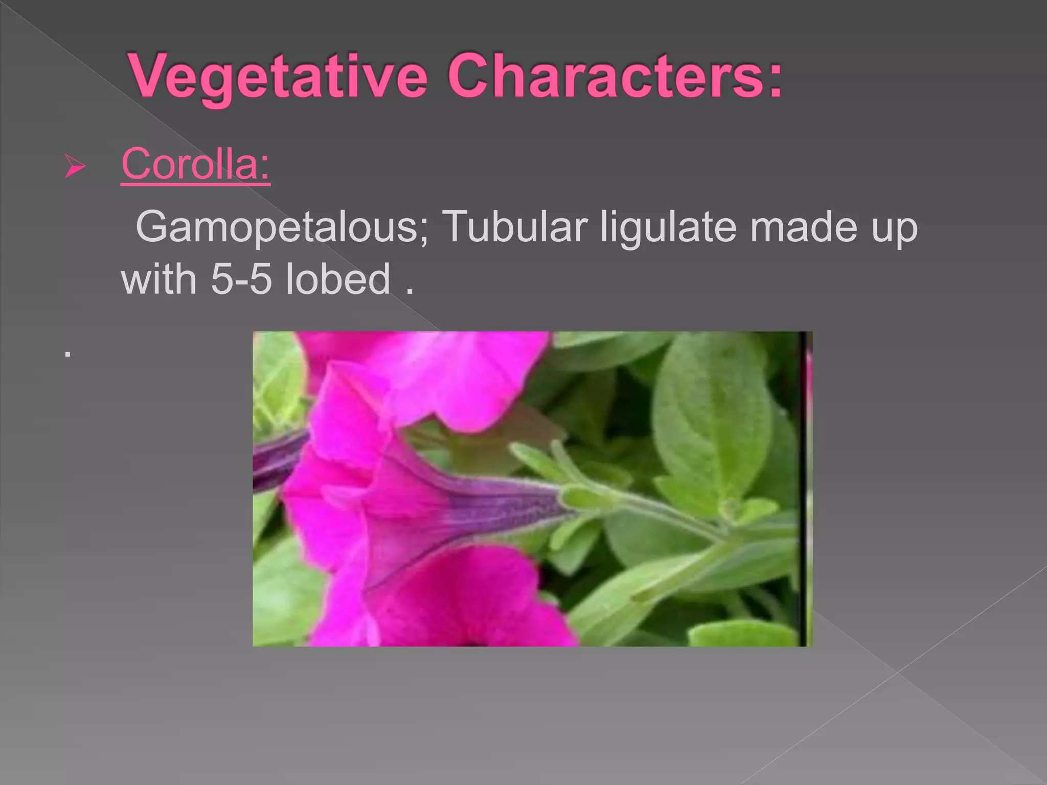  Corolla:
Gamopetalous; Tubular ligulate made up
with 5-5 lobed .
.
 