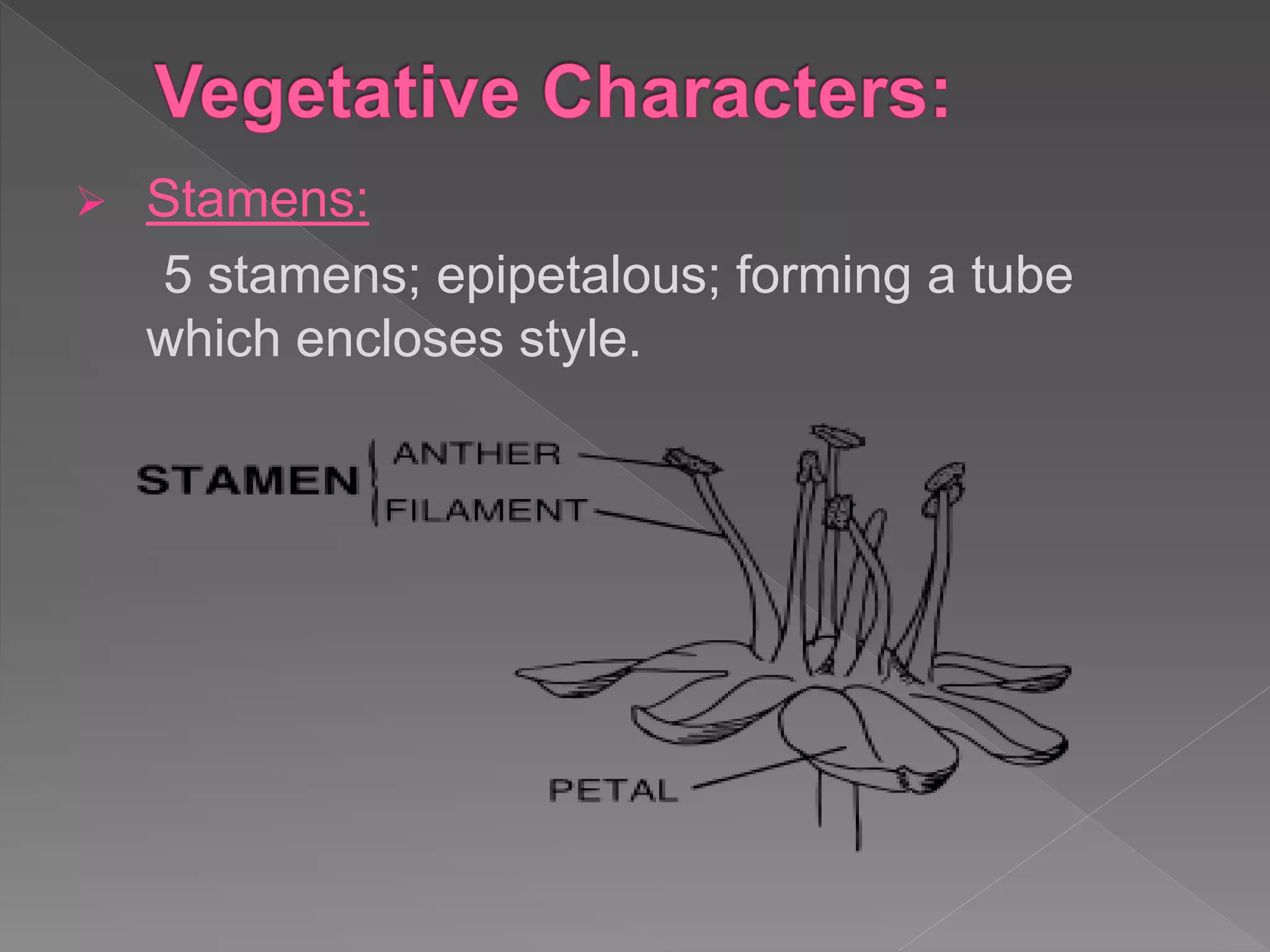  Stamens:
5 stamens; epipetalous; forming a tube
which encloses style.
 