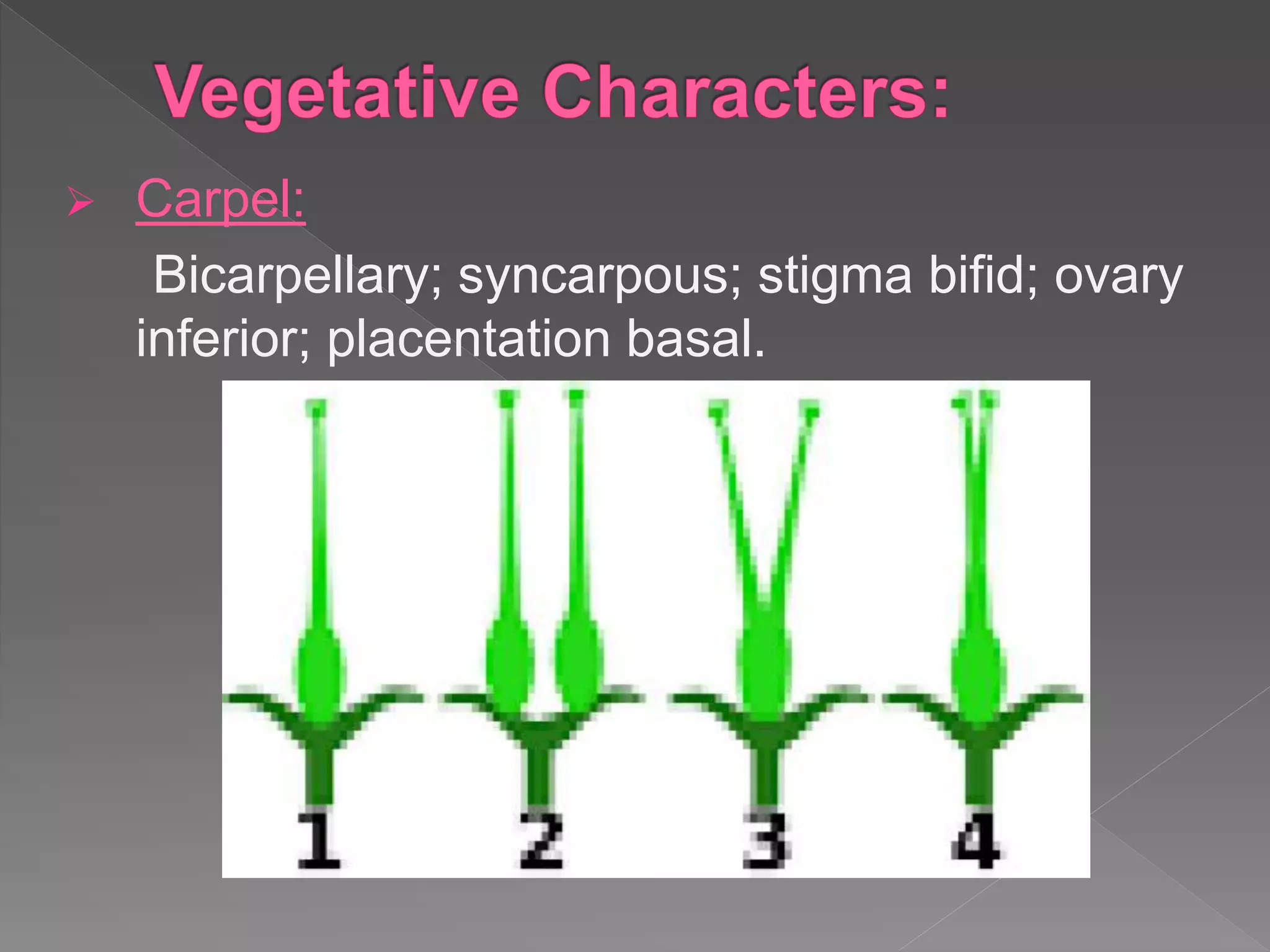  Carpel:
Bicarpellary; syncarpous; stigma bifid; ovary
inferior; placentation basal.
 