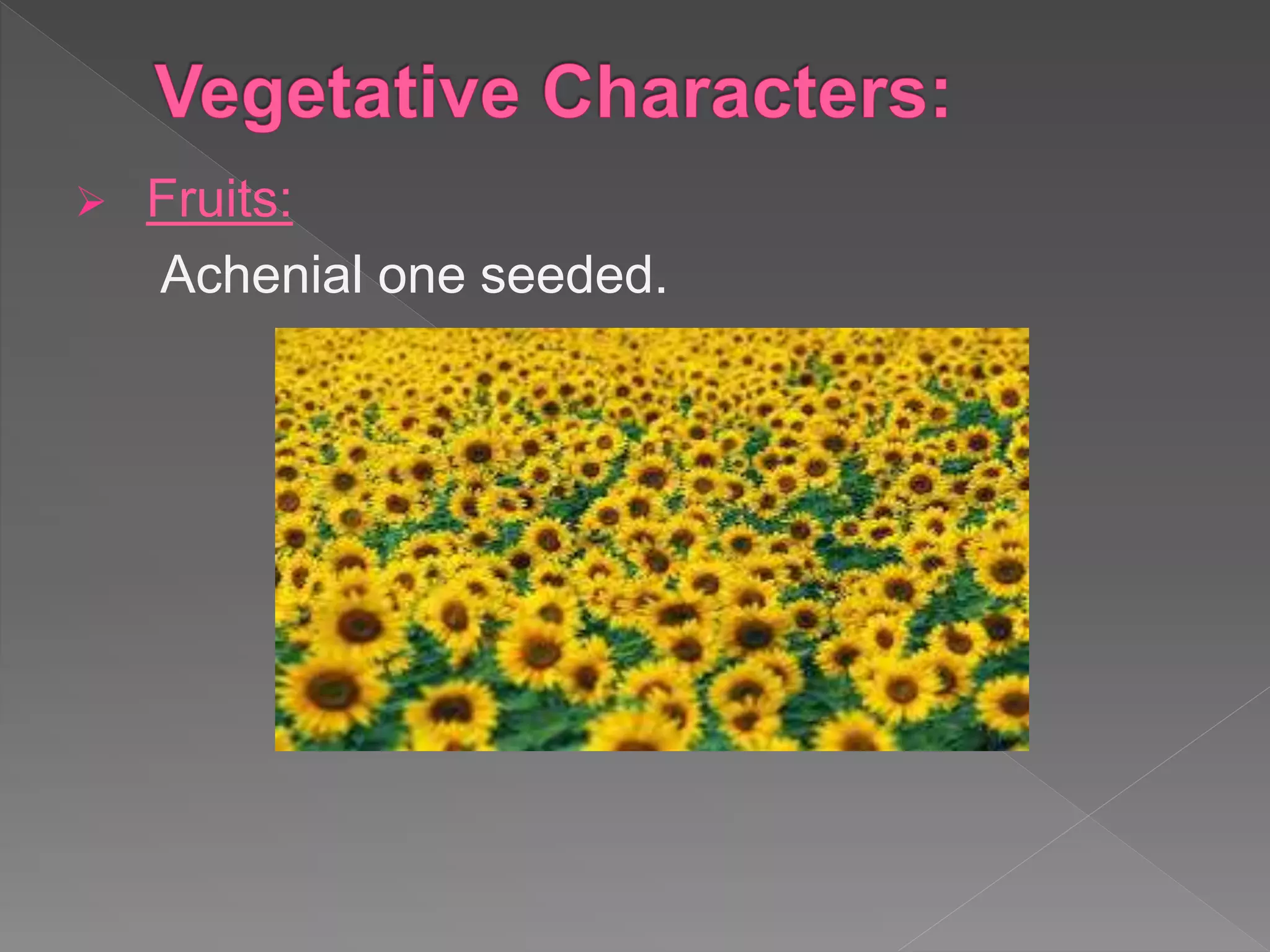  Fruits:
Achenial one seeded.
 