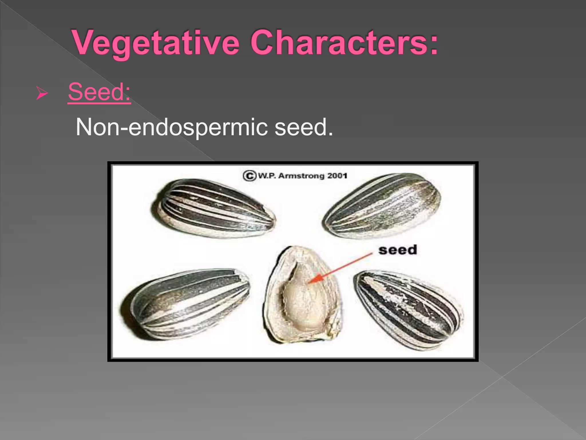  Seed:
Non-endospermic seed.
 