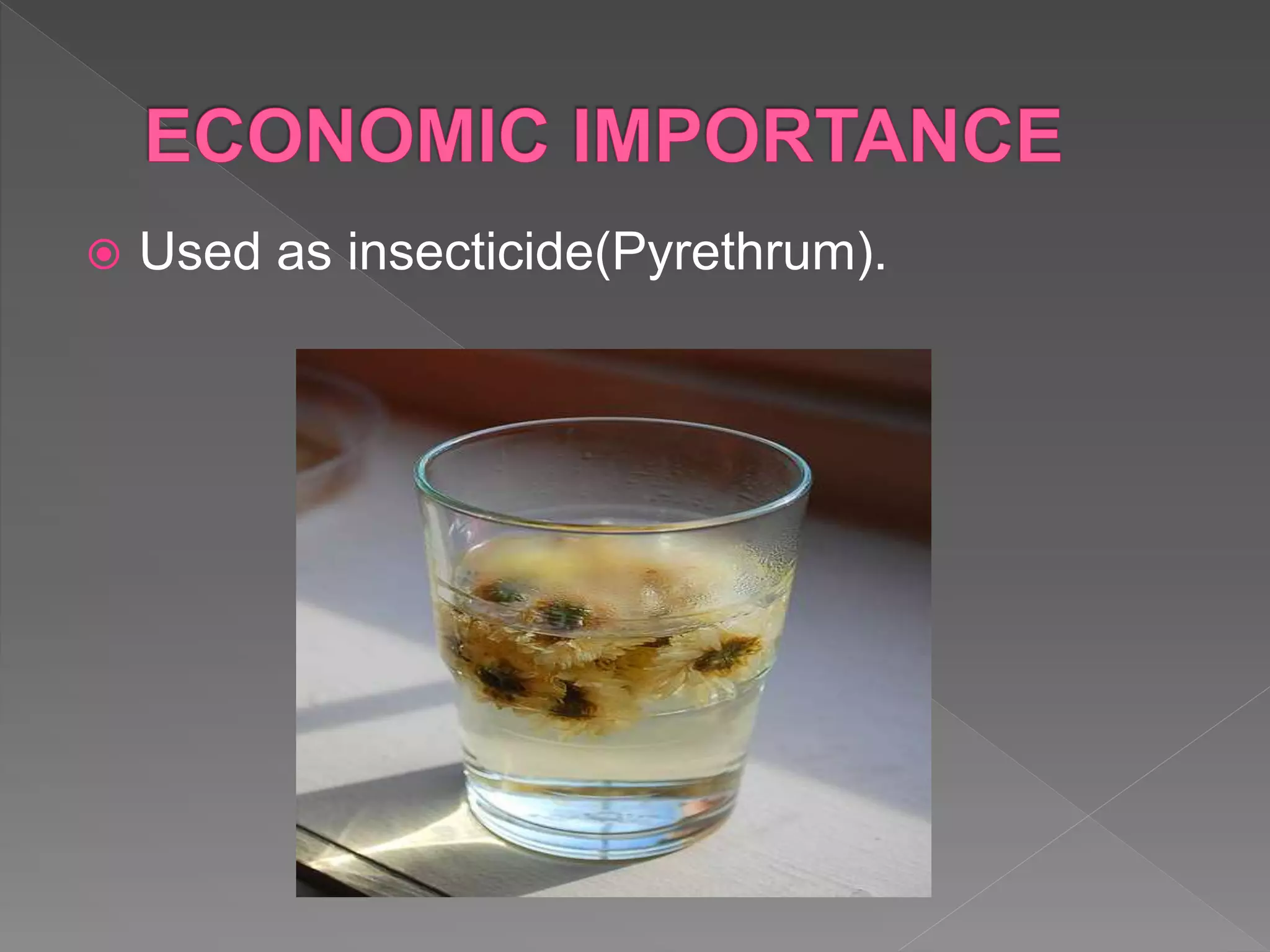  Used as insecticide(Pyrethrum).
 