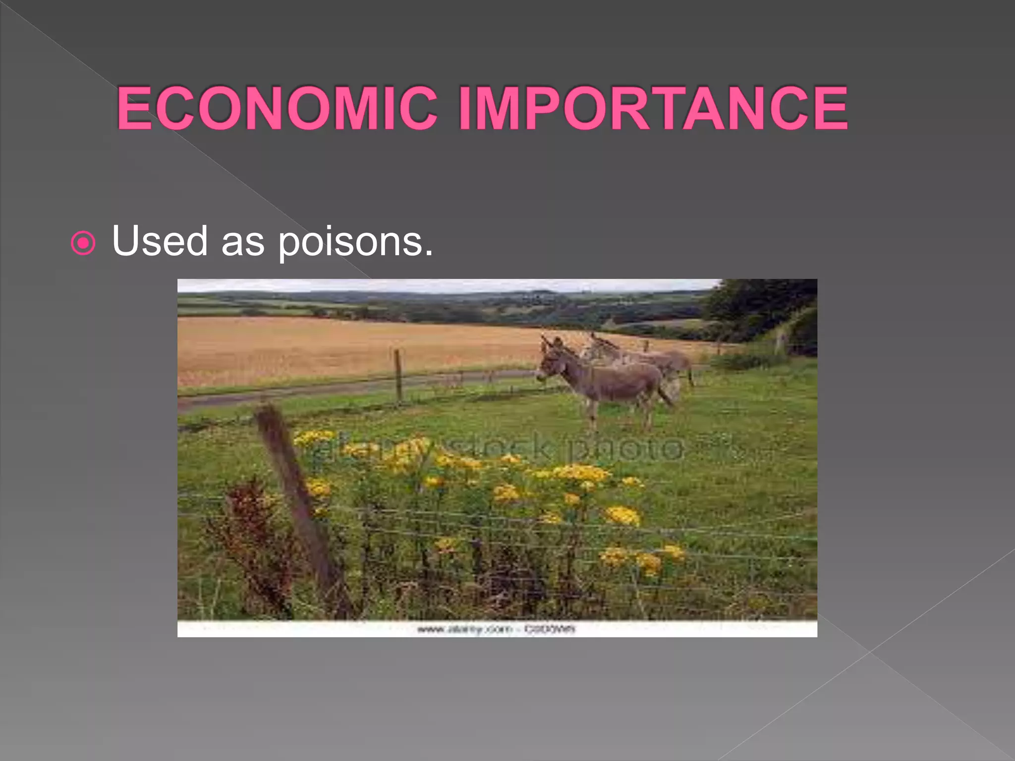  Used as poisons.
 