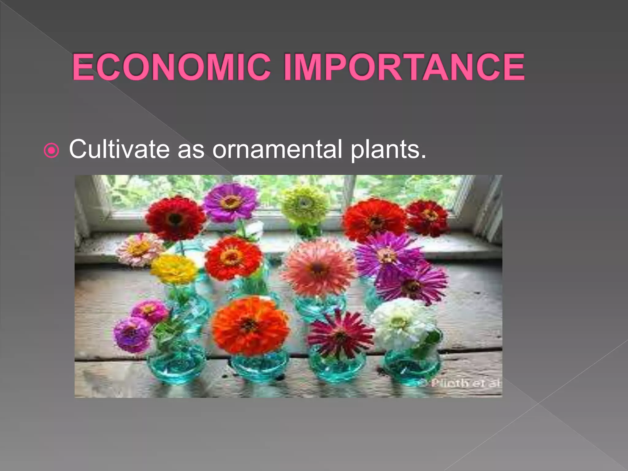  Cultivate as ornamental plants.
 
