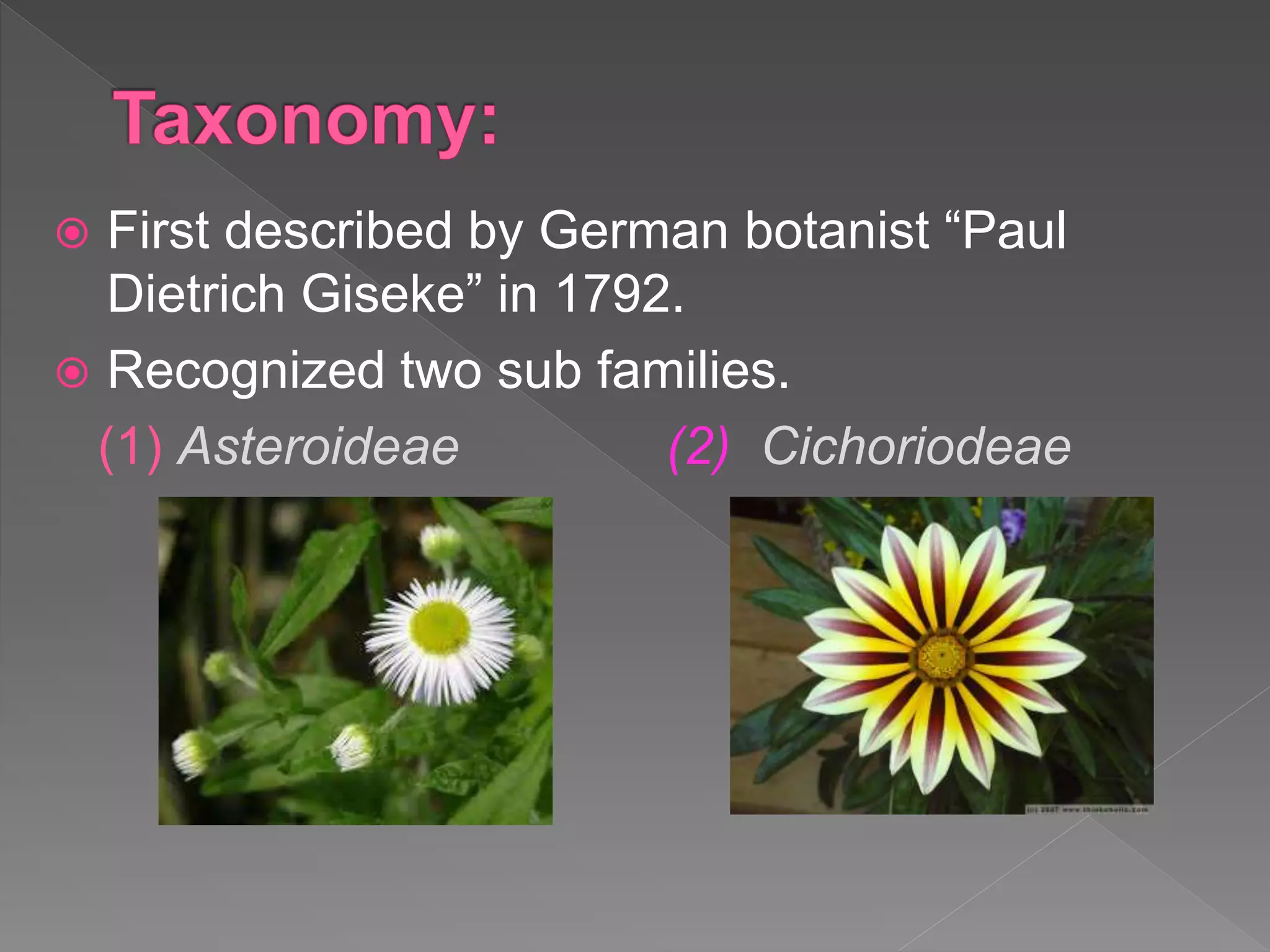  First described by German botanist “Paul
Dietrich Giseke” in 1792.
 Recognized two sub families.
(1) Asteroideae (2) Cichoriodeae
 