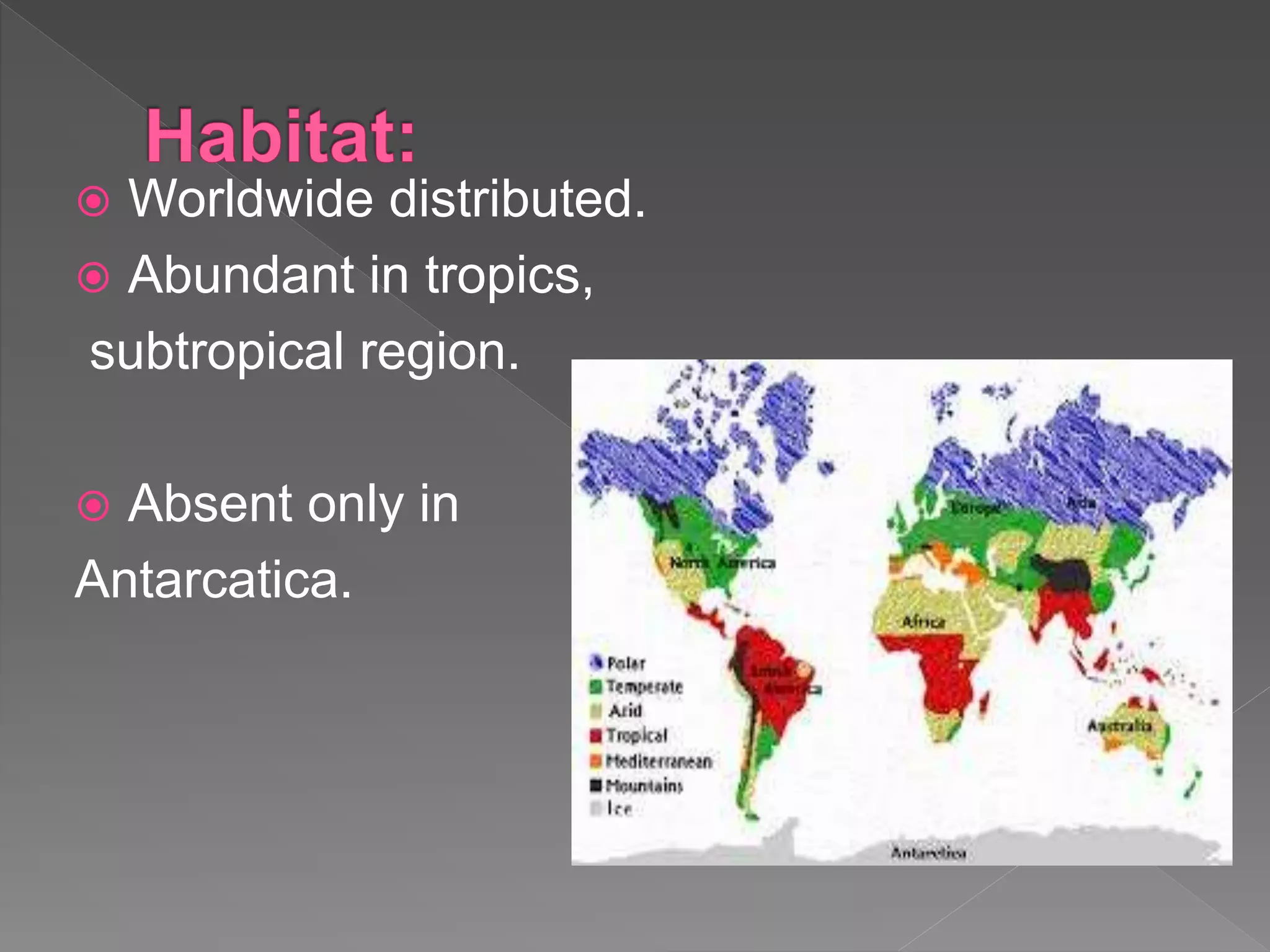  Worldwide distributed.
 Abundant in tropics,
subtropical region.
 Absent only in
Antarcatica.
 