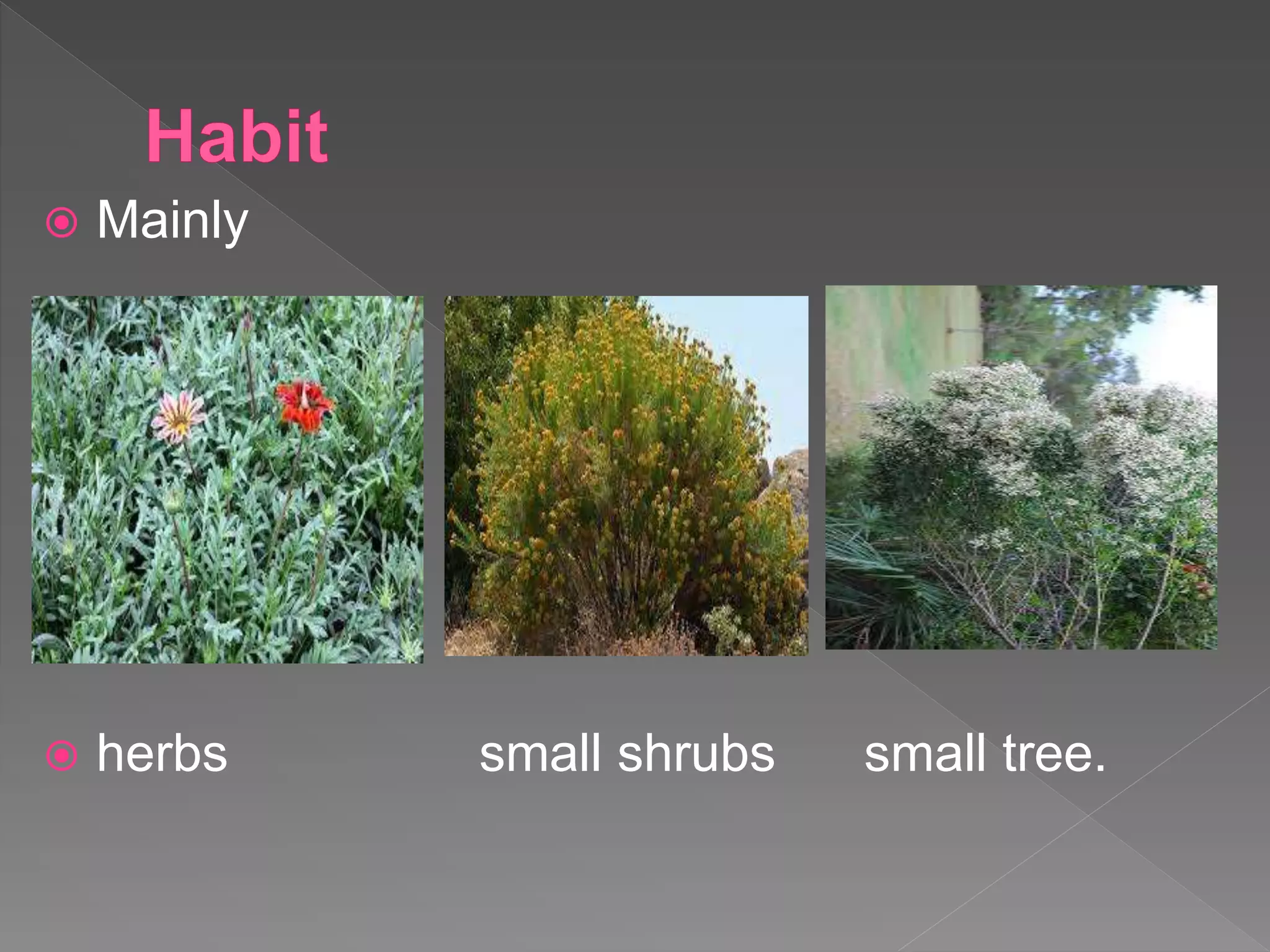  Mainly
 herbs small shrubs small tree.
 
