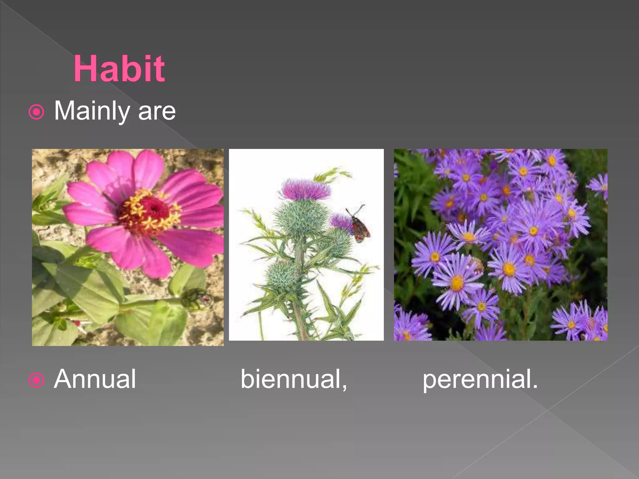  Mainly are
 Annual biennual, perennial.
 