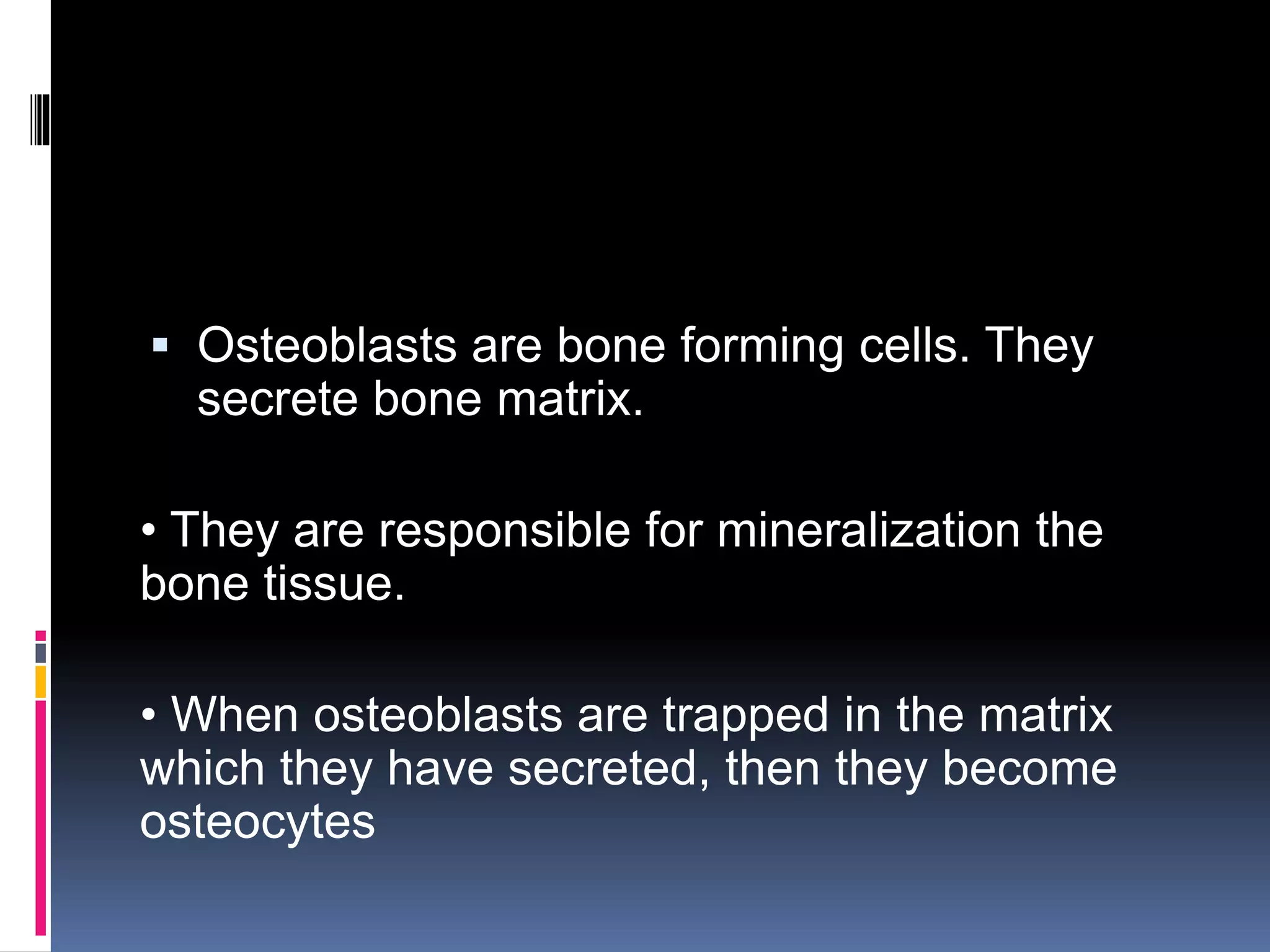  Osteoblasts are bone forming cells. They
secrete bone matrix.
• They are responsible for mineralization the
bone tissue.
• When osteoblasts are trapped in the matrix
which they have secreted, then they become
osteocytes
 