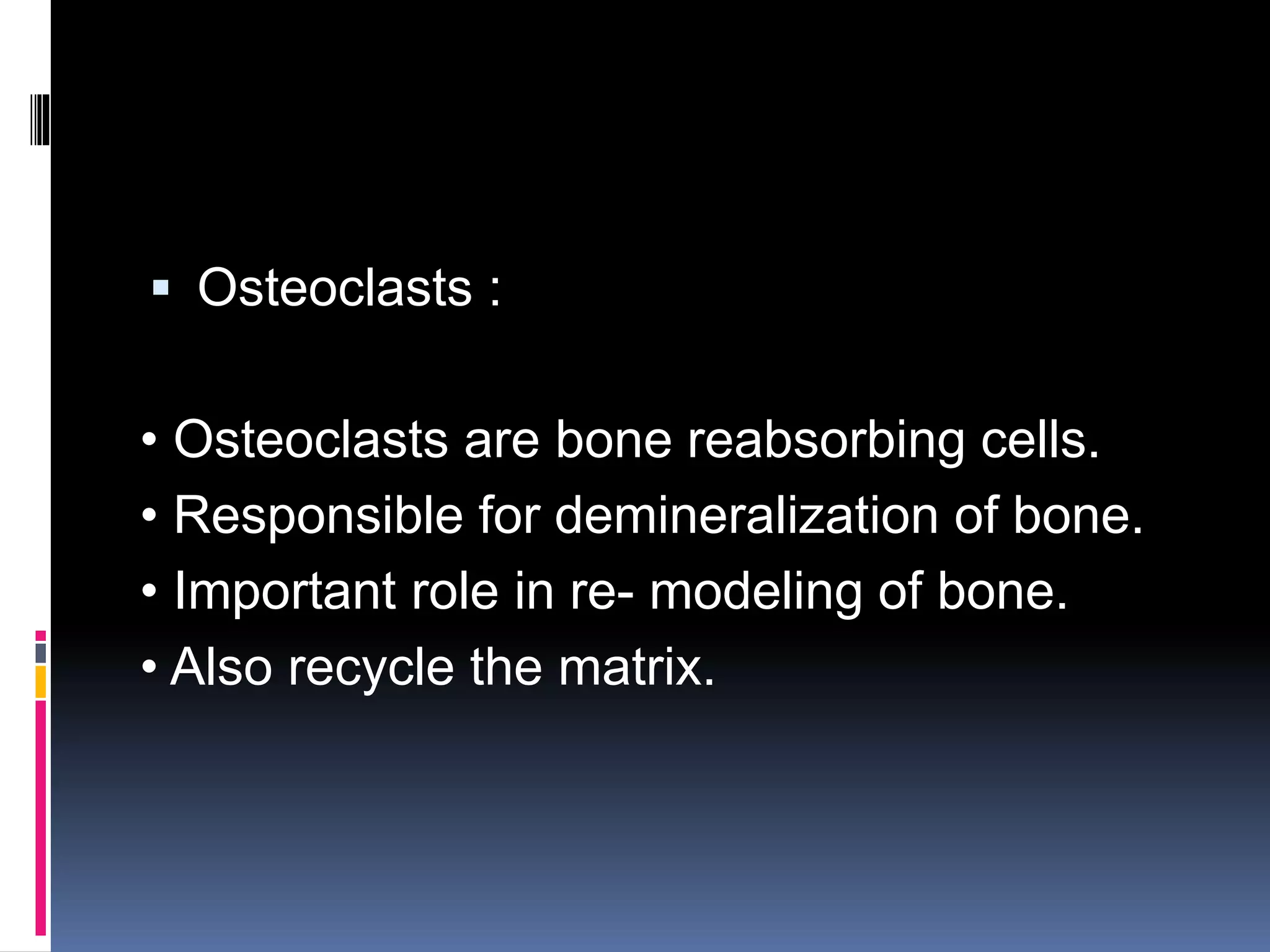  Osteoclasts :
• Osteoclasts are bone reabsorbing cells.
• Responsible for demineralization of bone.
• Important role in re- modeling of bone.
• Also recycle the matrix.
 
