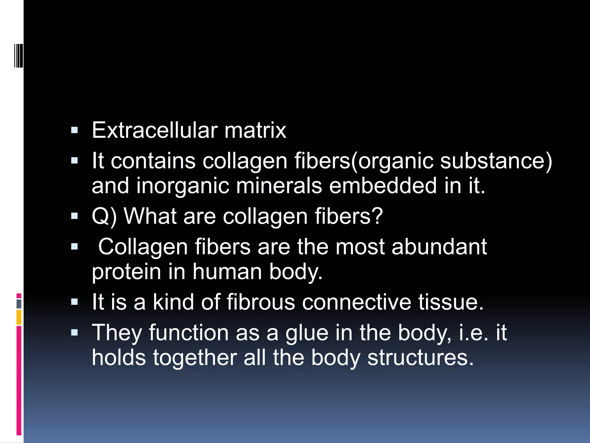  Extracellular matrix
 It contains collagen fibers(organic substance)
and inorganic minerals embedded in it.
 Q) What are collagen fibers?
 Collagen fibers are the most abundant
protein in human body.
 It is a kind of fibrous connective tissue.
 They function as a glue in the body, i.e. it
holds together all the body structures.
 