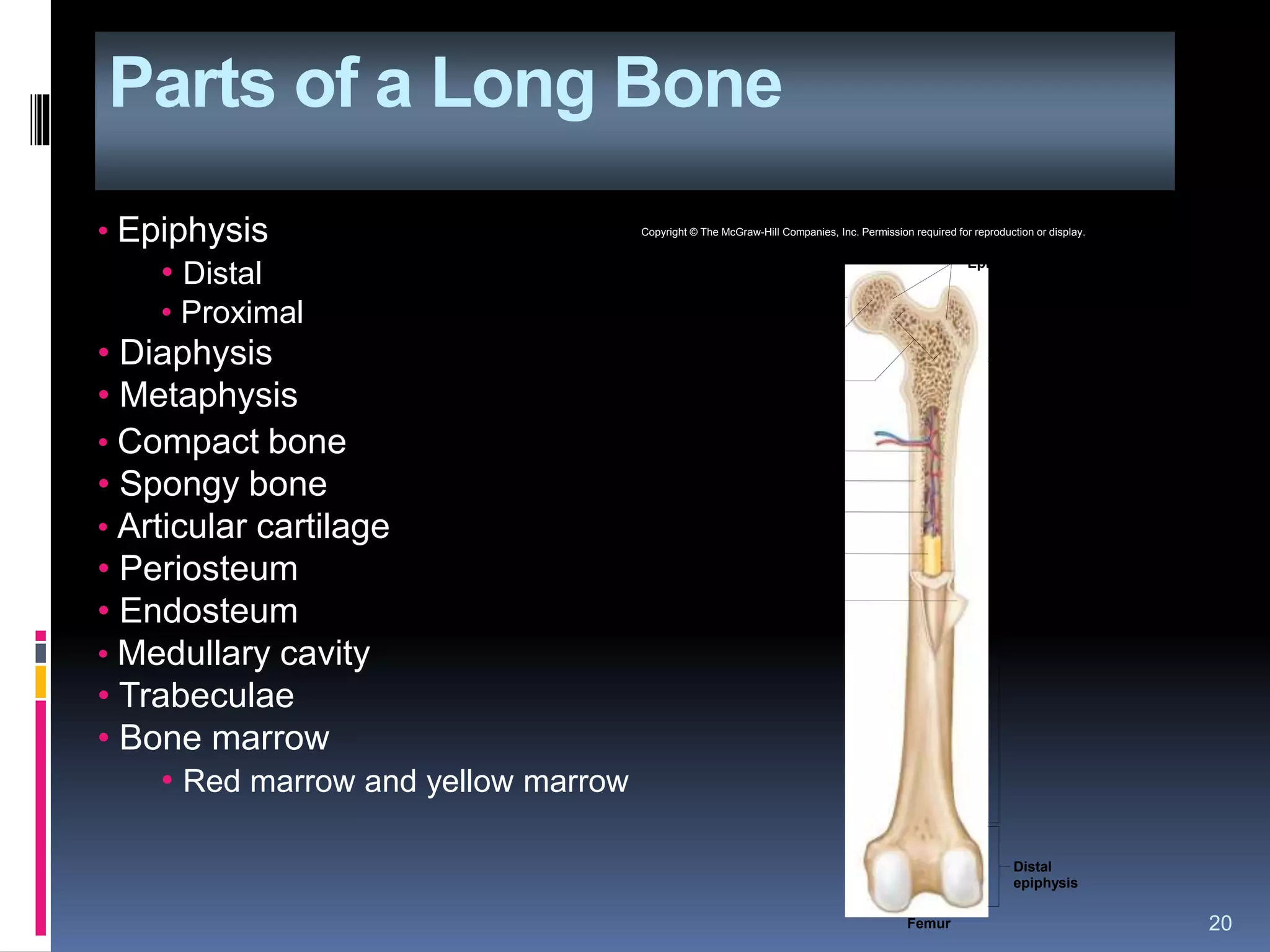 Parts of a Long Bone
20
• Epiphysis
• Distal
• Proximal
• Diaphysis
• Metaphysis
• Compact bone
• Spongy bone
• Articular cartilage
• Periosteum
• Endosteum
• Medullary cavity
• Trabeculae
• Bone marrow
• Red marrow and yellow marrow
Femur
Periosteum
Yellow marrow
Medullary cavity
Space containing
red marrow
Spongy bone
Compact bone
Articular cartilage
Epiphyseal plates
Proximal
epiphysis
Distal
epiphysis
Diaphysis
Endosteum
Copyright © The McGraw-Hill Companies, Inc. Permission required for reproduction or display.
 