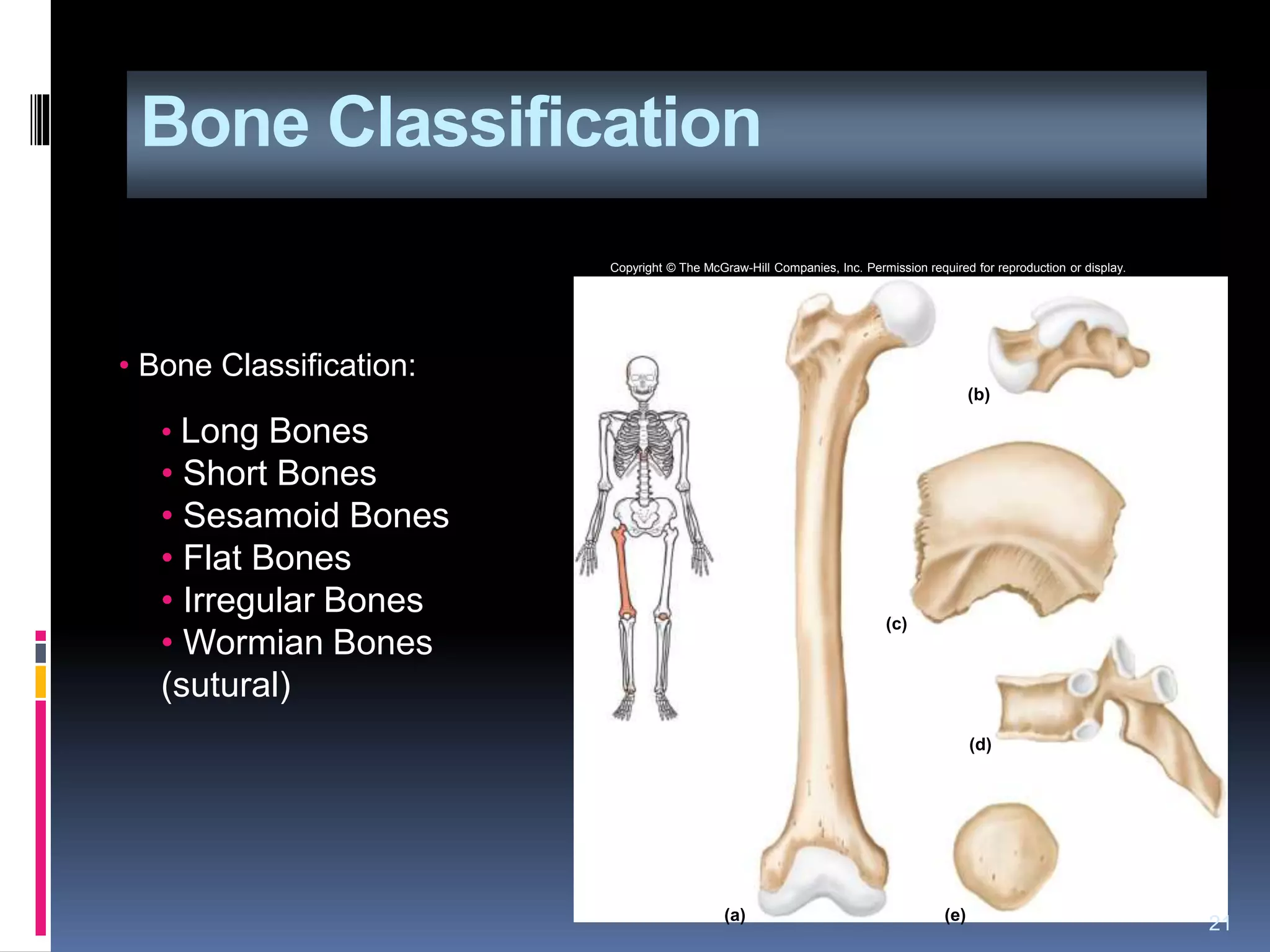 Bone Classification
21
• Bone Classification:
• Long Bones
• Short Bones
• Sesamoid Bones
• Flat Bones
• Irregular Bones
• Wormian Bones
(sutural)
(a) (e)
(b)
(c)
(d)
Copyright © The McGraw-Hill Companies, Inc. Permission required for reproduction or display.
 