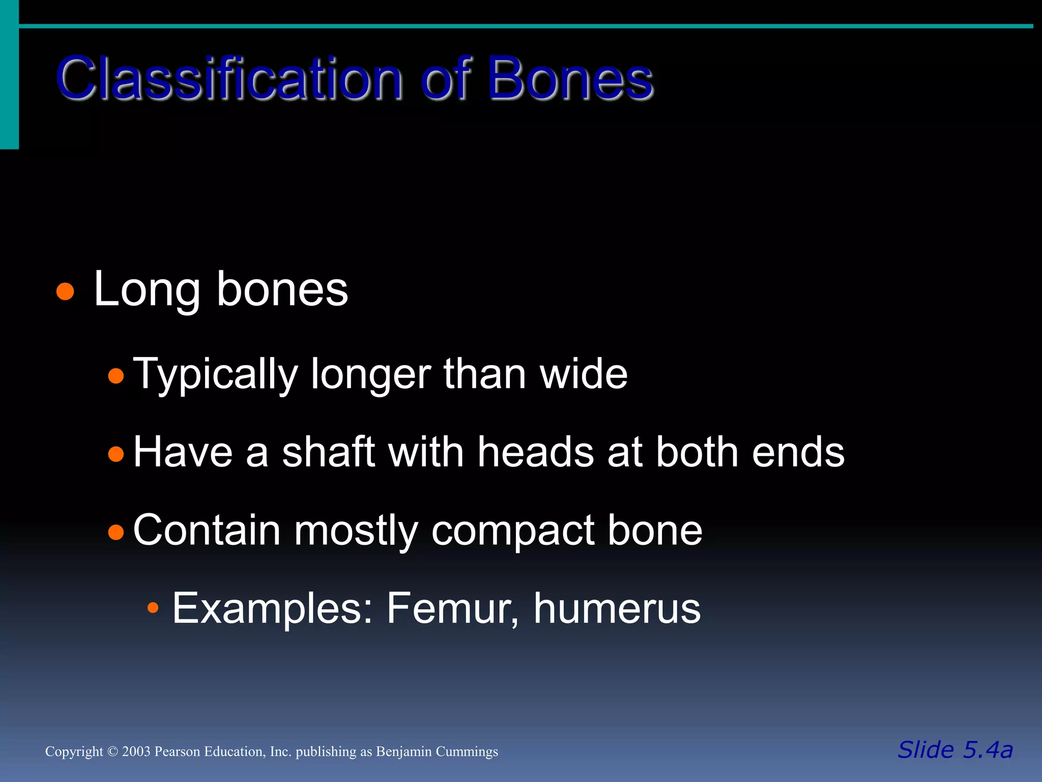 Classification of Bones
Slide 5.4aCopyright © 2003 Pearson Education, Inc. publishing as Benjamin Cummings
 Long bones
Typically longer than wide
Have a shaft with heads at both ends
Contain mostly compact bone
• Examples: Femur, humerus
 