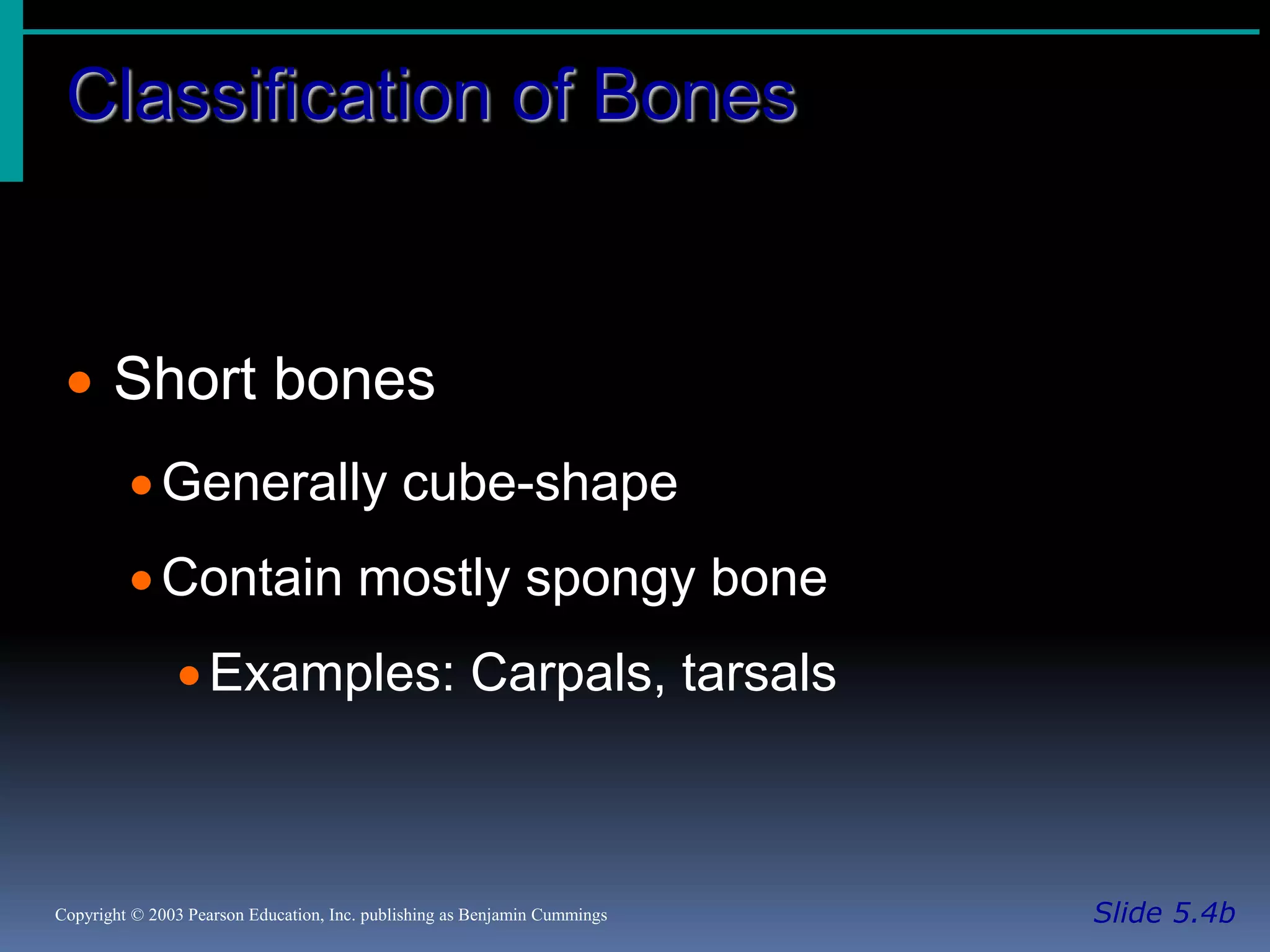 Classification of Bones
Slide 5.4bCopyright © 2003 Pearson Education, Inc. publishing as Benjamin Cummings
 Short bones
Generally cube-shape
Contain mostly spongy bone
Examples: Carpals, tarsals
 
