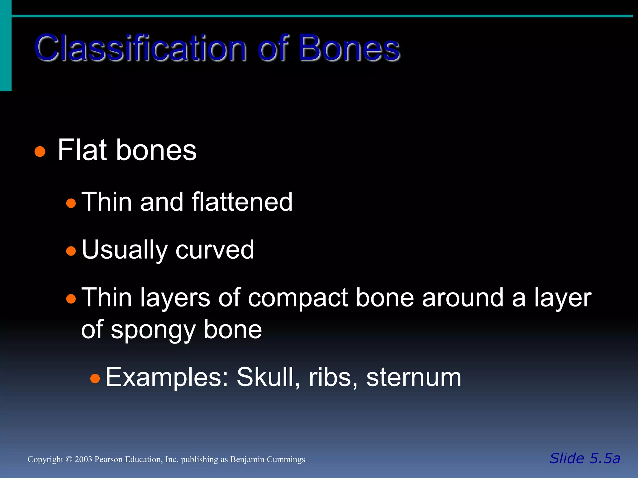 Classification of Bones
Slide 5.5aCopyright © 2003 Pearson Education, Inc. publishing as Benjamin Cummings
 Flat bones
Thin and flattened
Usually curved
Thin layers of compact bone around a layer
of spongy bone
Examples: Skull, ribs, sternum
 