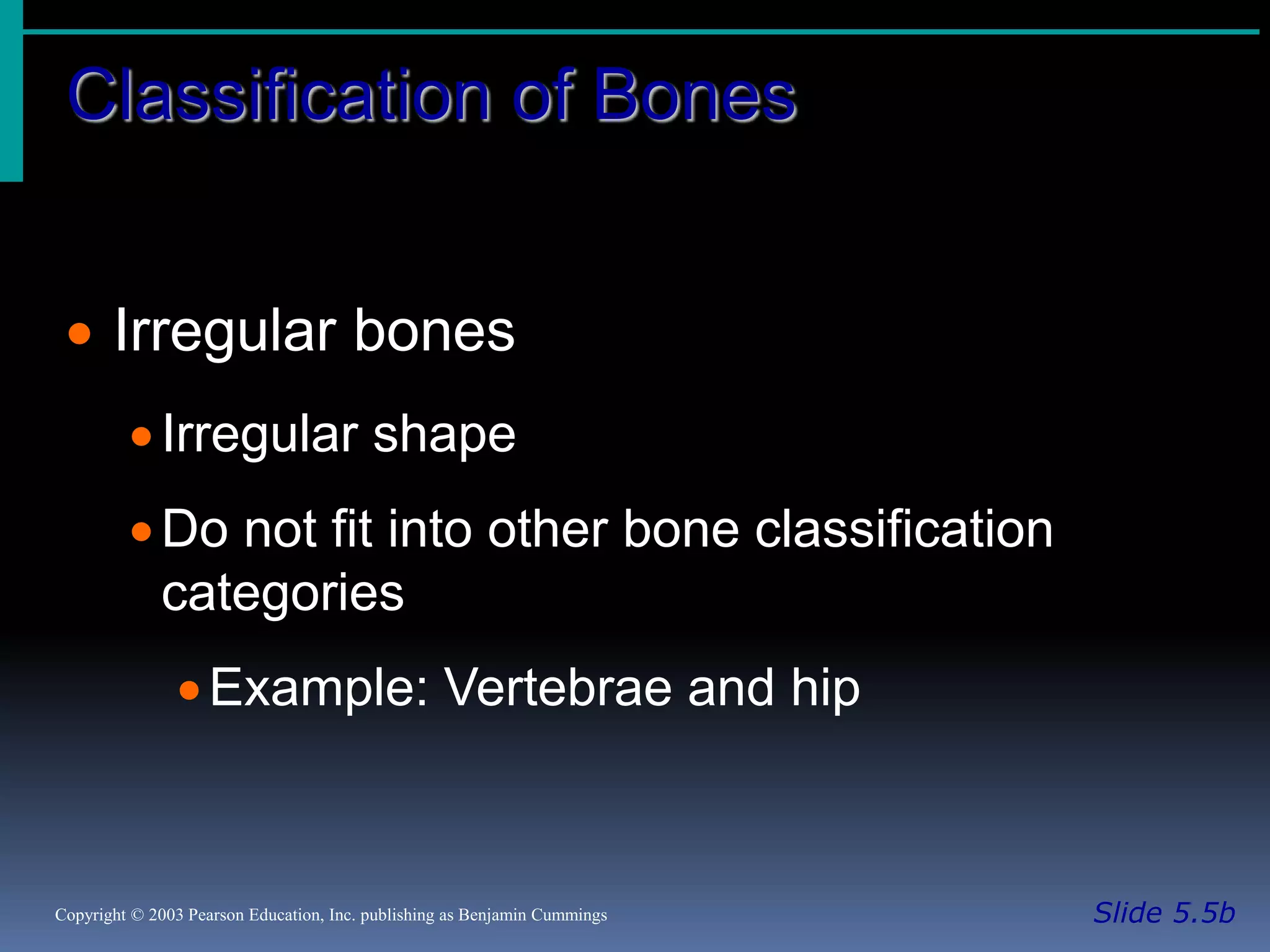 Classification of Bones
Slide 5.5bCopyright © 2003 Pearson Education, Inc. publishing as Benjamin Cummings
 Irregular bones
Irregular shape
Do not fit into other bone classification
categories
Example: Vertebrae and hip
 