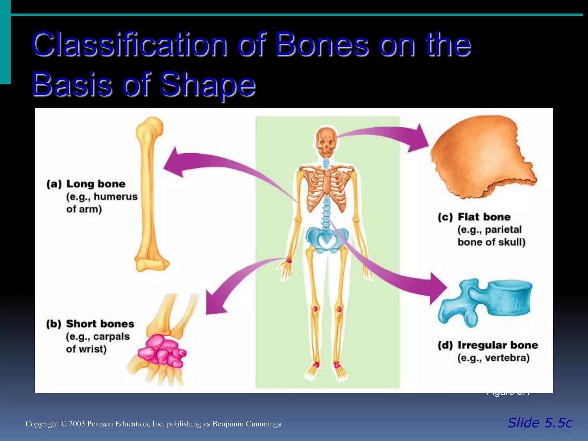 Classification of Bones on the
Basis of Shape
Slide 5.5cCopyright © 2003 Pearson Education, Inc. publishing as Benjamin Cummings
Figure 5.1
 