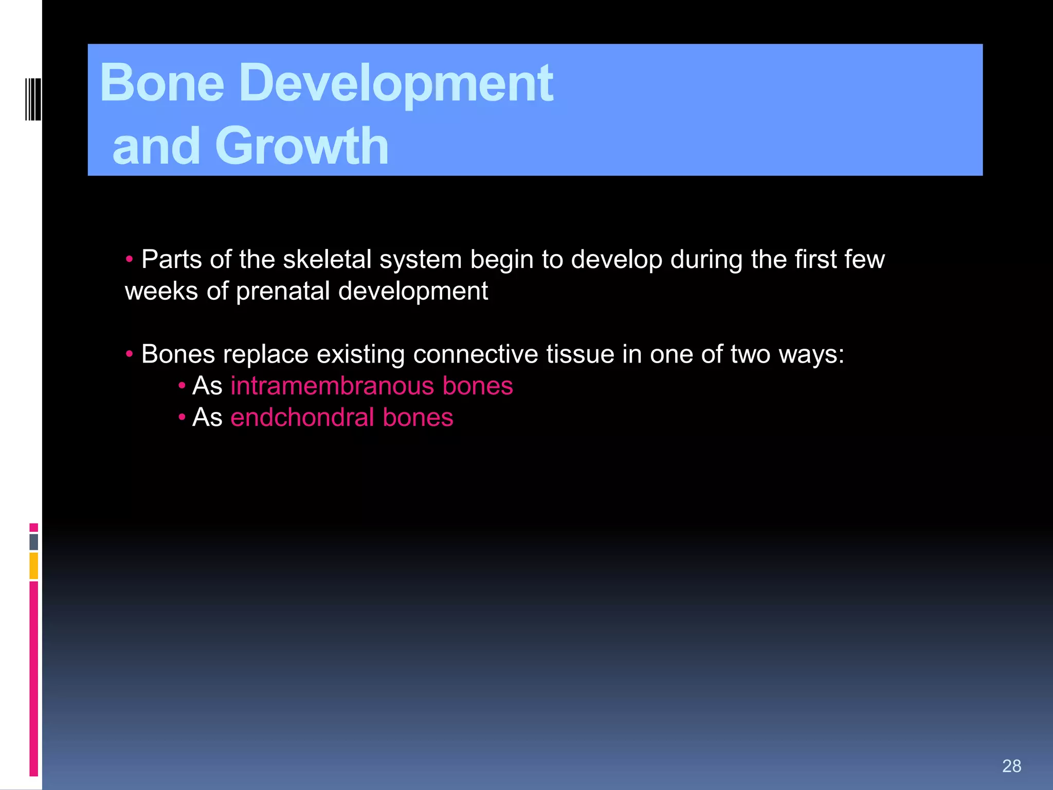 Bone Development
and Growth
28
• Parts of the skeletal system begin to develop during the first few
weeks of prenatal development
• Bones replace existing connective tissue in one of two ways:
• As intramembranous bones
• As endchondral bones
 