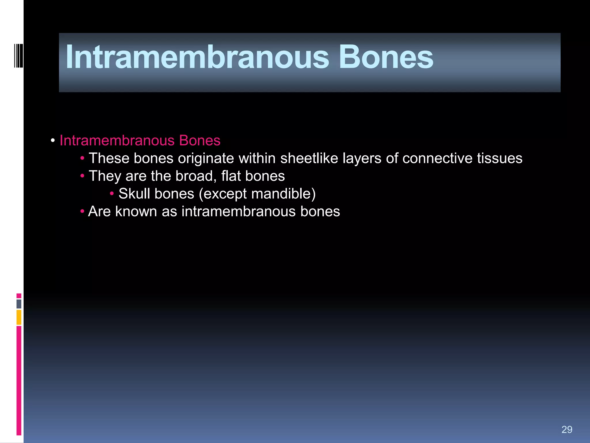 Intramembranous Bones
29
• Intramembranous Bones
• These bones originate within sheetlike layers of connective tissues
• They are the broad, flat bones
• Skull bones (except mandible)
• Are known as intramembranous bones
 