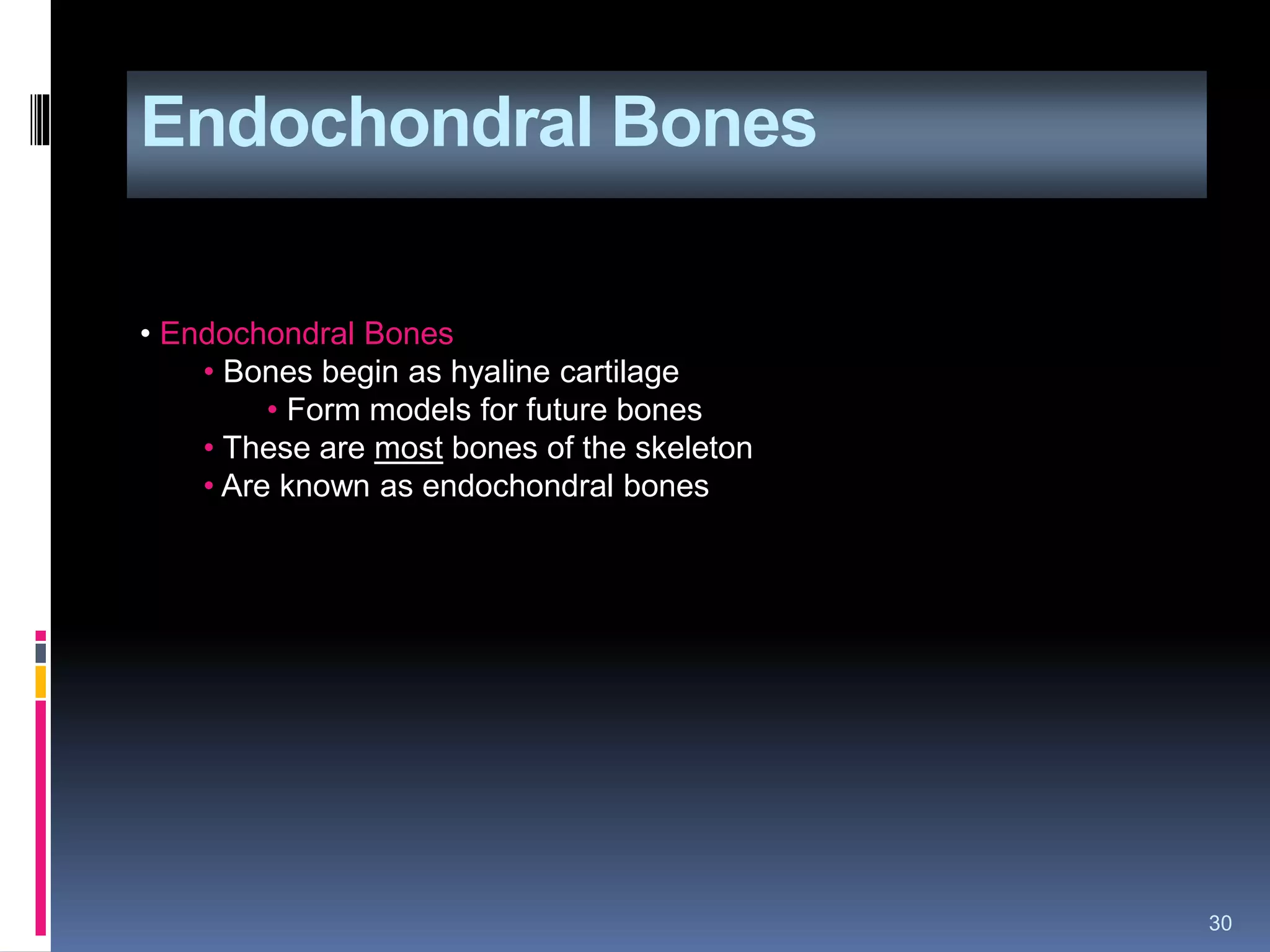 Endochondral Bones
30
• Endochondral Bones
• Bones begin as hyaline cartilage
• Form models for future bones
• These are most bones of the skeleton
• Are known as endochondral bones
 
