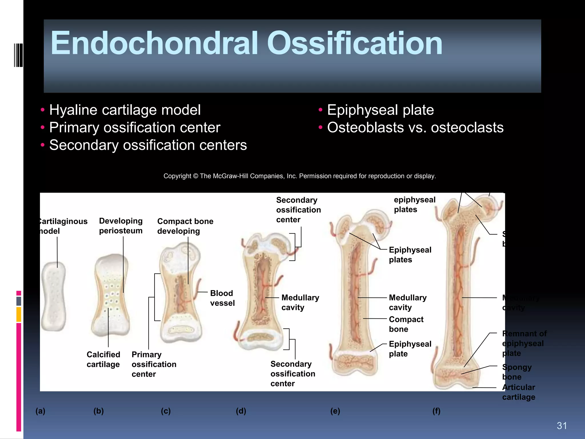 Endochondral Ossification
31
• Hyaline cartilage model
• Primary ossification center
• Secondary ossification centers
• Epiphyseal plate
• Osteoblasts vs. osteoclasts
(b) (c) (d) (e) (f)(a)
Cartilaginous
model
Calcified
cartilage
Articular
cartilage
Developing
periosteum
Compact bone
developing
Primary
ossification
center
Medullary
cavity
Medullary
cavity
Medullary
cavity
Secondary
ossification
center
Secondary
ossification
center
Blood
vessel
Epiphyseal
plate
Remnant of
epiphyseal
plate
Remnants of
epiphyseal
plates
Epiphyseal
plates
Compact
bone
Spongy
bone
Articular
cartilage
Spongy
bone
Copyright © The McGraw-Hill Companies, Inc. Permission required for reproduction or display.
 