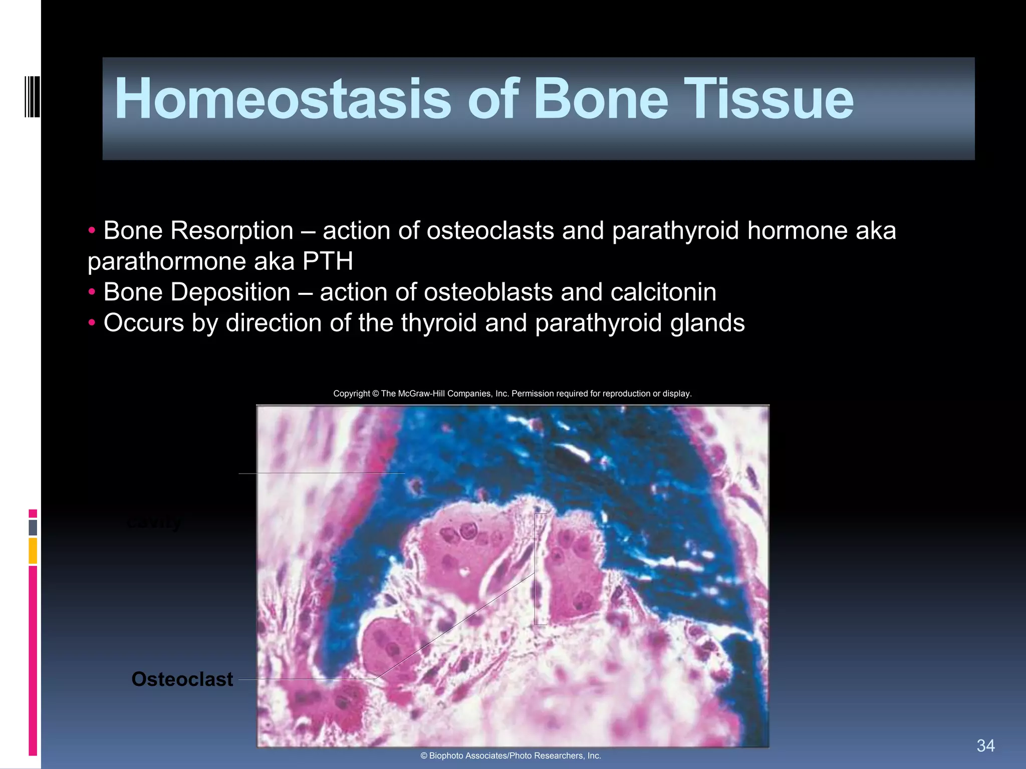 Homeostasis of Bone Tissue
34
• Bone Resorption – action of osteoclasts and parathyroid hormone aka
parathormone aka PTH
• Bone Deposition – action of osteoblasts and calcitonin
• Occurs by direction of the thyroid and parathyroid glands
Copyright © The McGraw-Hill Companies, Inc. Permission required for reproduction or display.
© Biophoto Associates/Photo Researchers, Inc.
Developing
medullary
cavity
Osteoclast
 