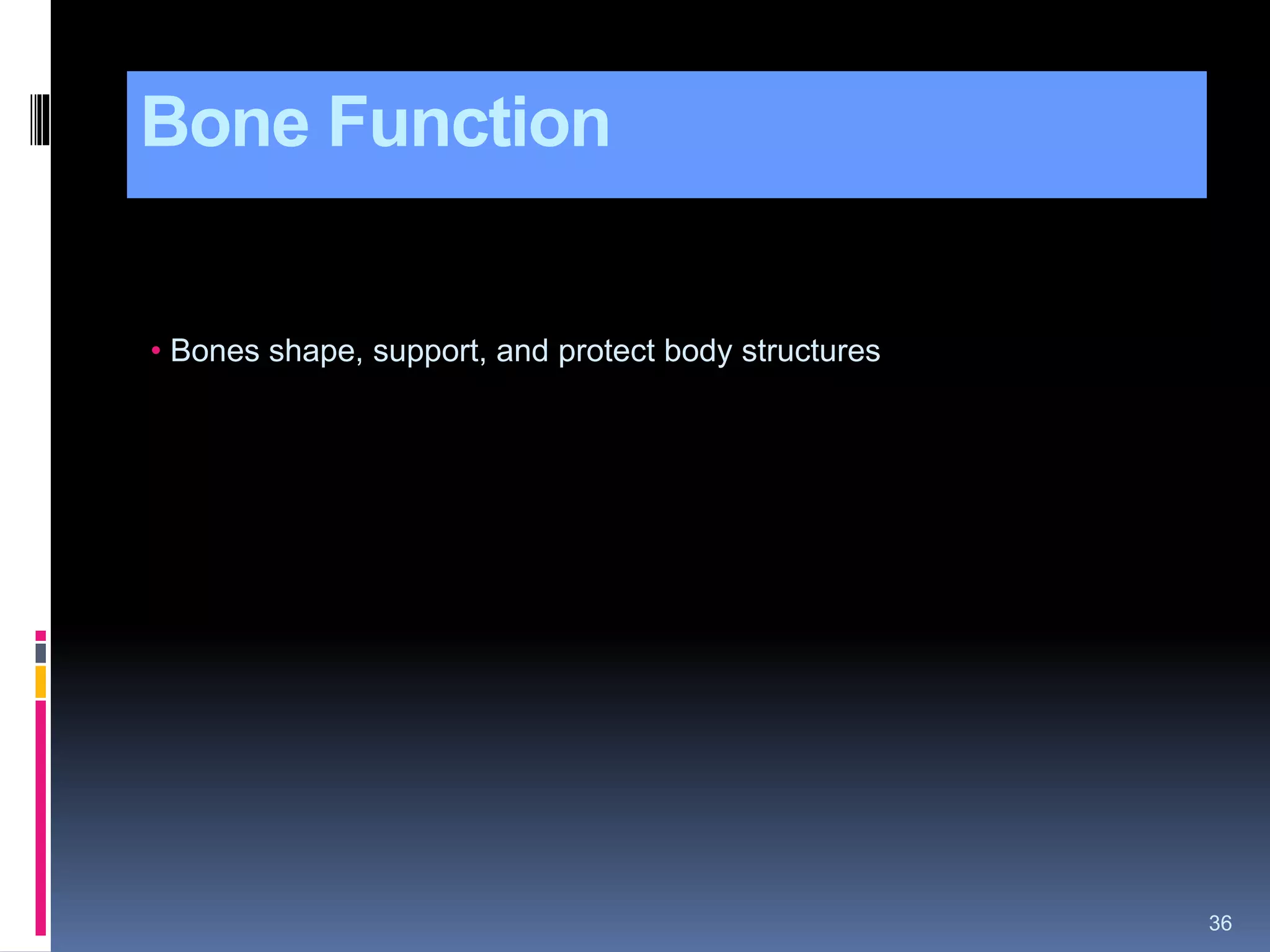 Bone Function
36
• Bones shape, support, and protect body structures
 