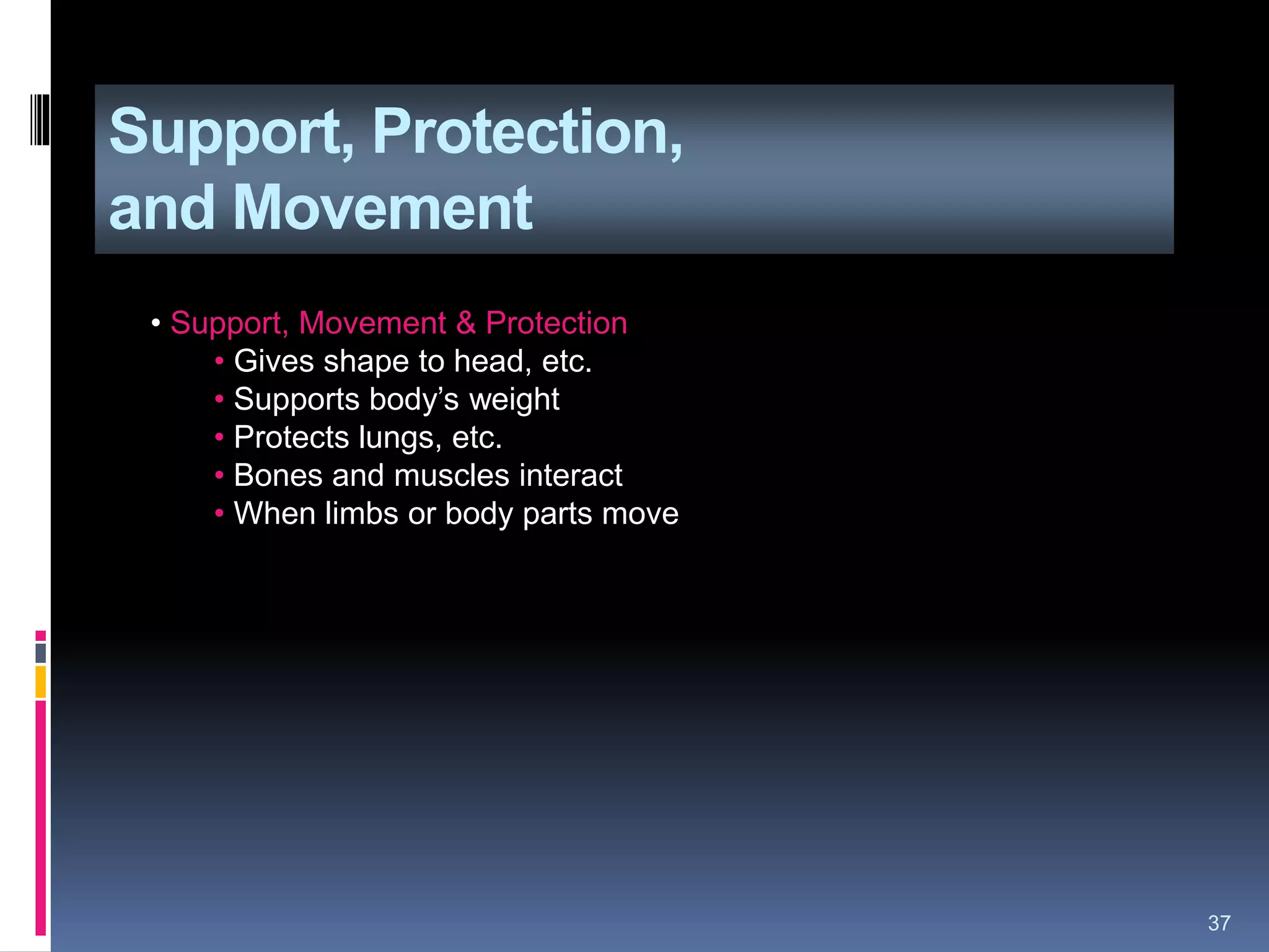 Support, Protection,
and Movement
37
• Support, Movement & Protection
• Gives shape to head, etc.
• Supports body’s weight
• Protects lungs, etc.
• Bones and muscles interact
• When limbs or body parts move
 