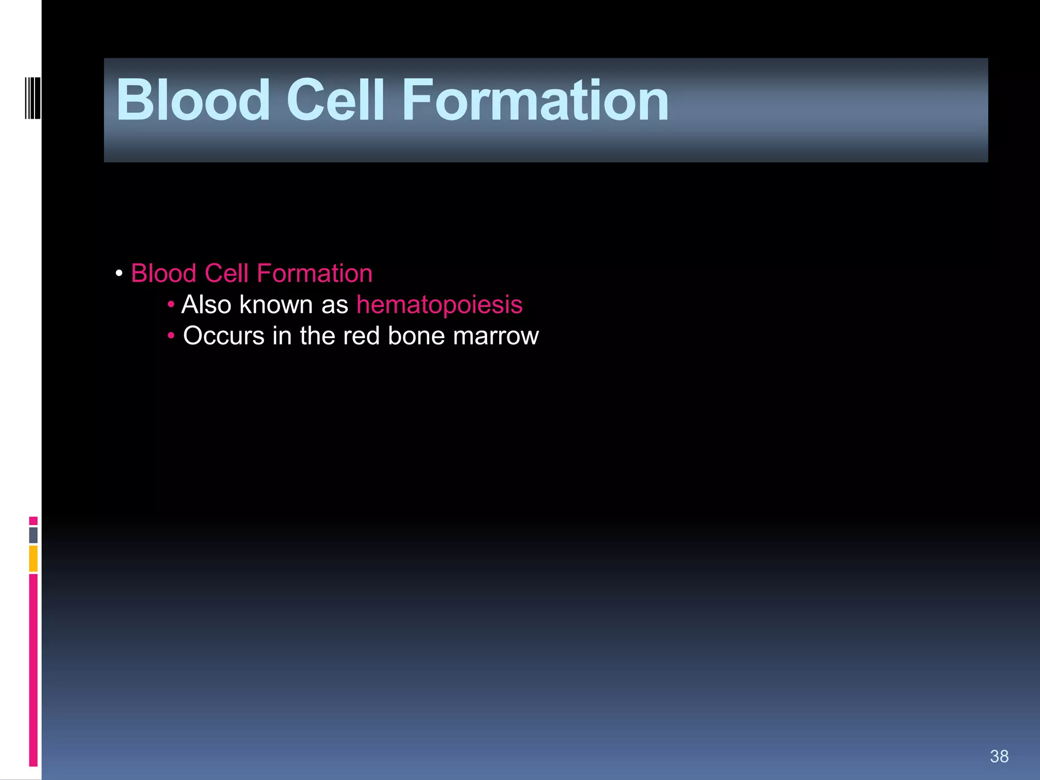 Blood Cell Formation
38
• Blood Cell Formation
• Also known as hematopoiesis
• Occurs in the red bone marrow
 