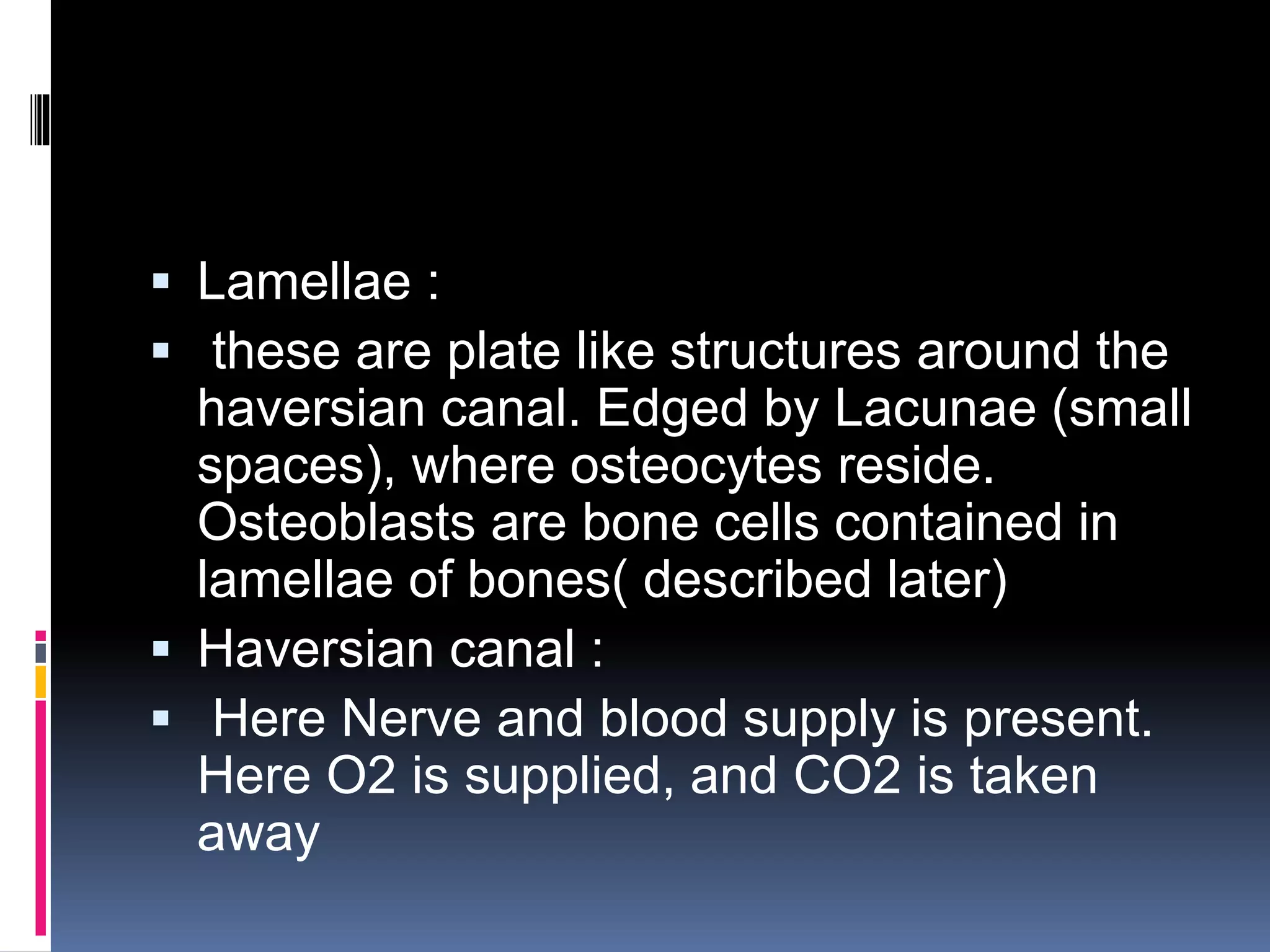  Lamellae :
 these are plate like structures around the
haversian canal. Edged by Lacunae (small
spaces), where osteocytes reside.
Osteoblasts are bone cells contained in
lamellae of bones( described later)
 Haversian canal :
 Here Nerve and blood supply is present.
Here O2 is supplied, and CO2 is taken
away
 